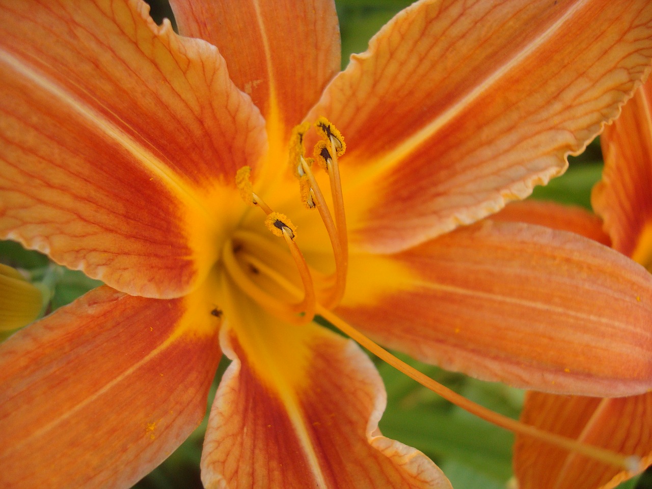 daylily  orange  nature free photo