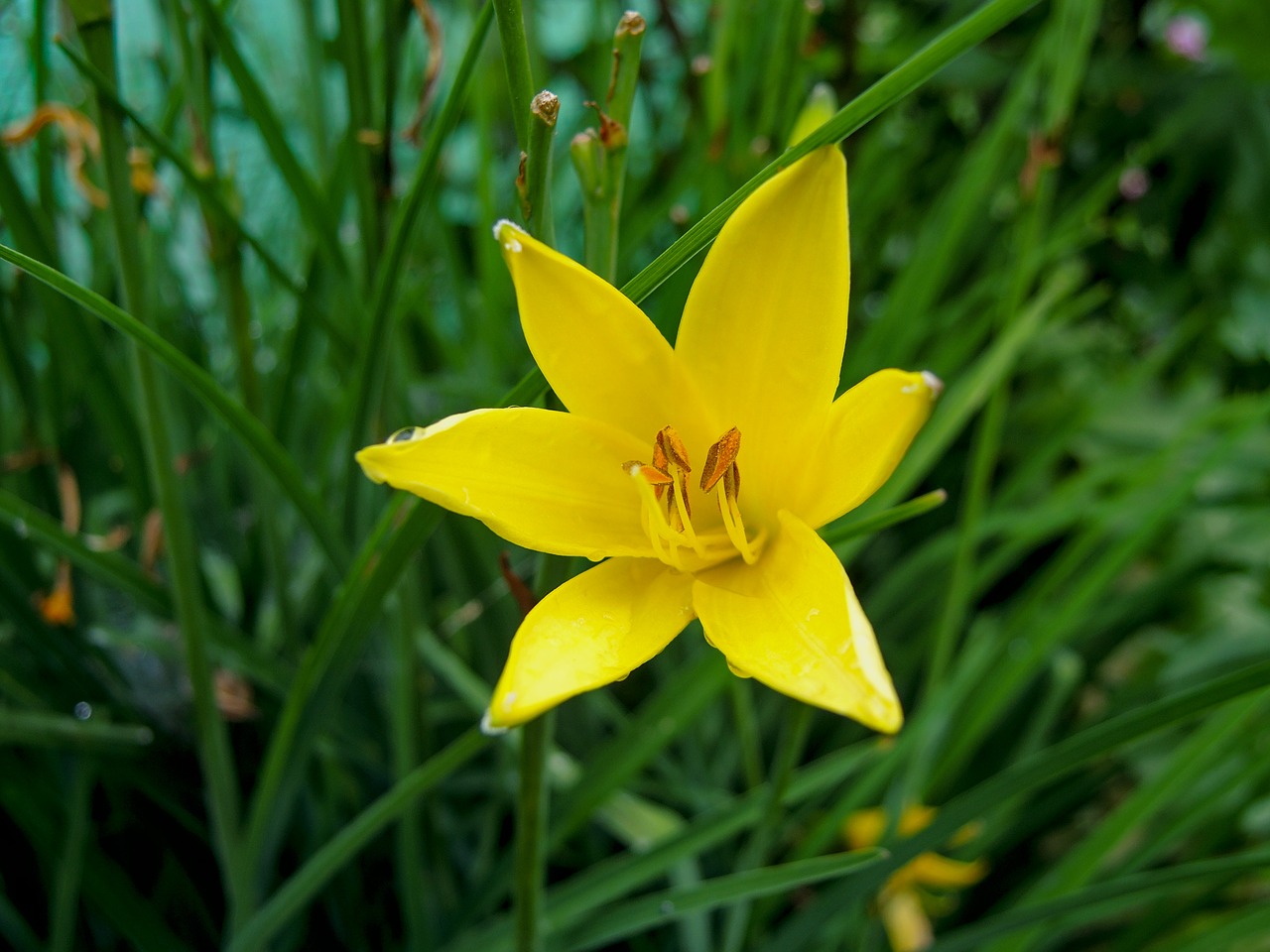 daylily  nature  lily free photo