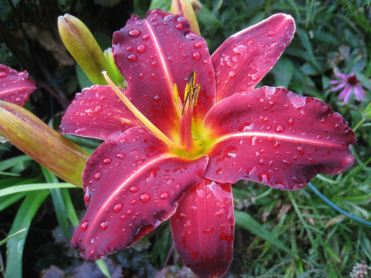 daylily red plant free photo