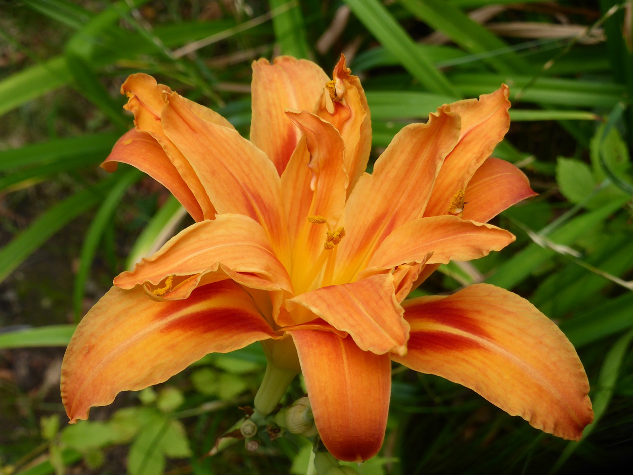 daylily  orange  blossom free photo