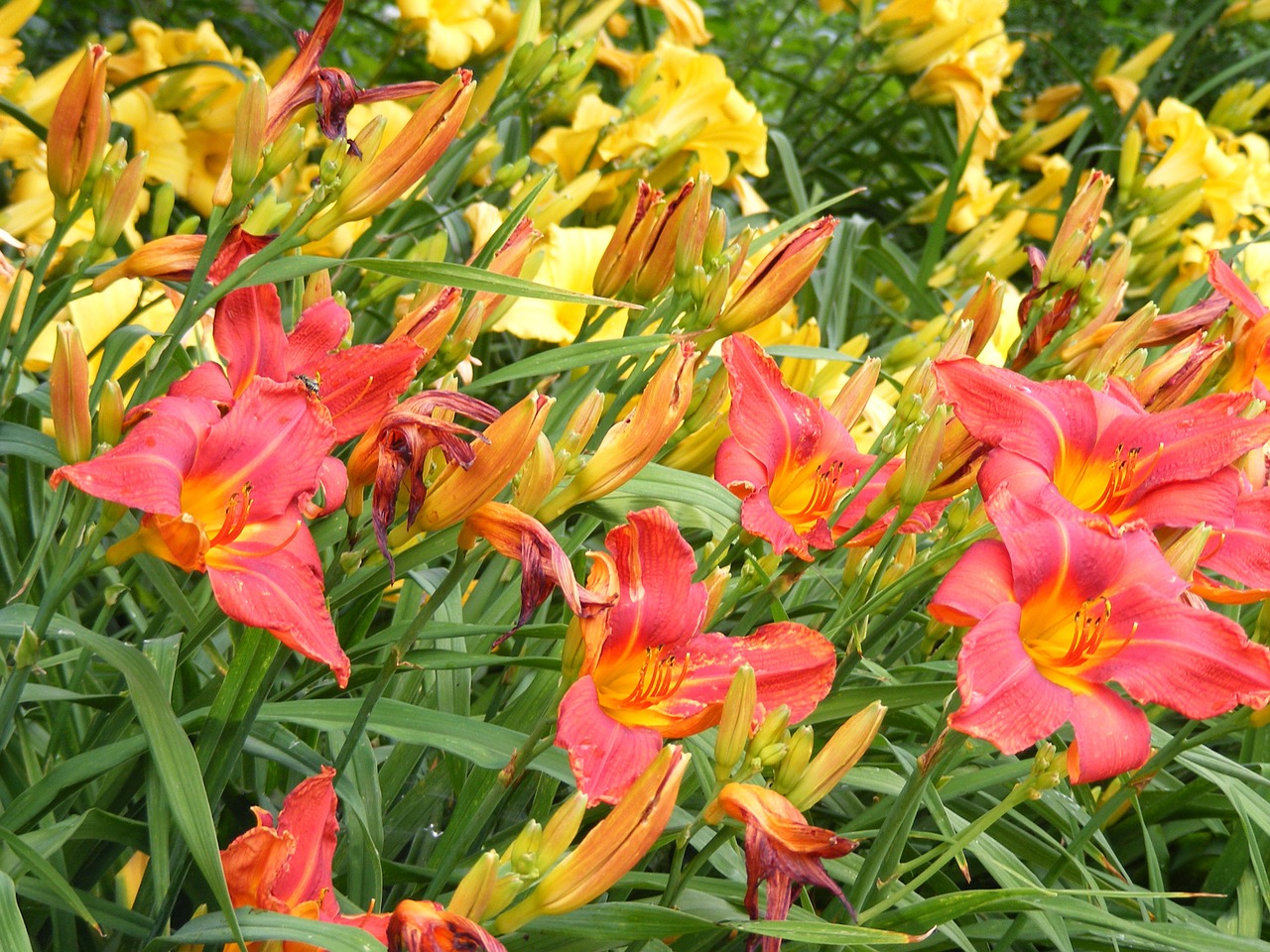 daylily summer yellow free photo