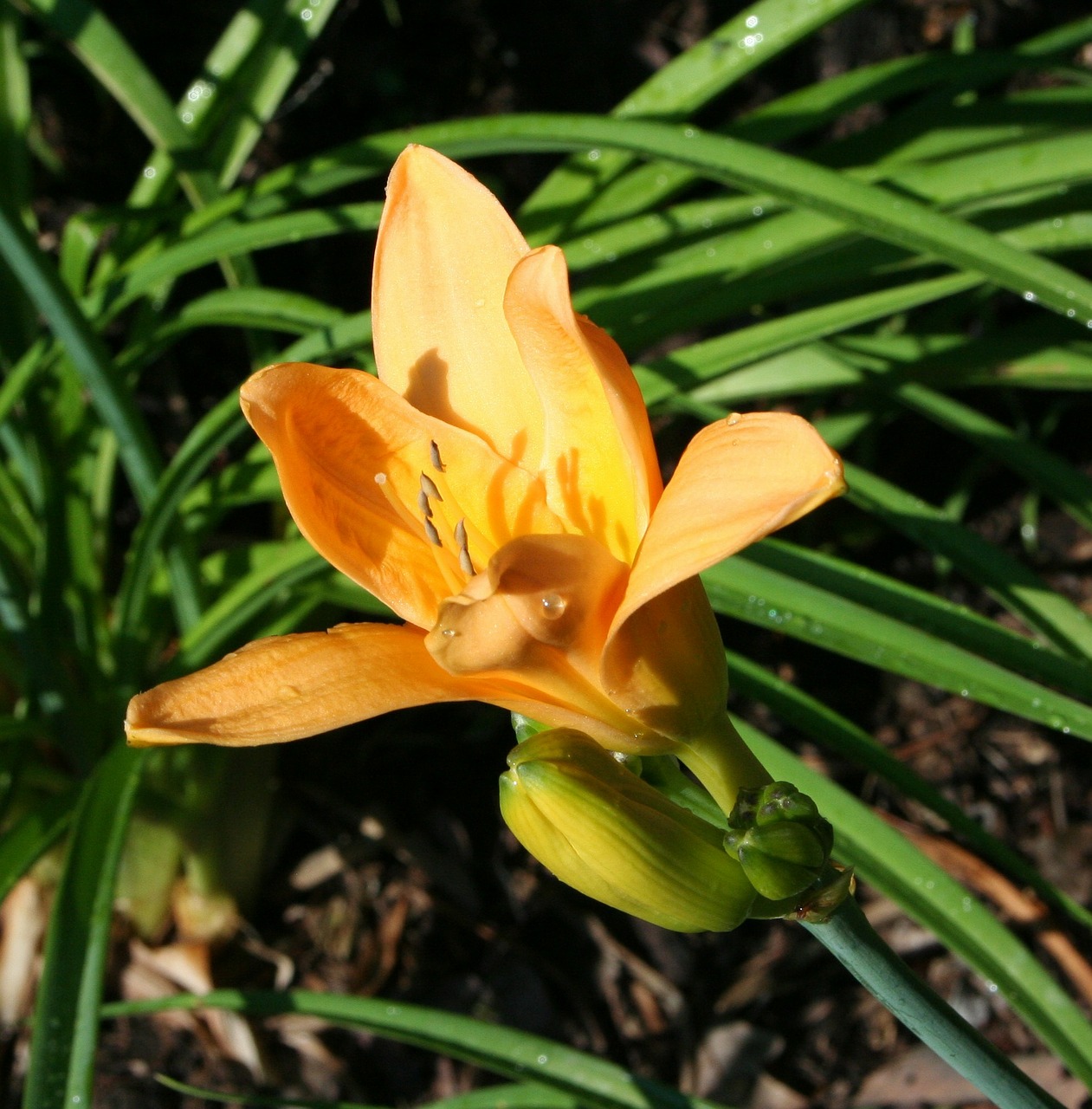 daylily floral plant free photo