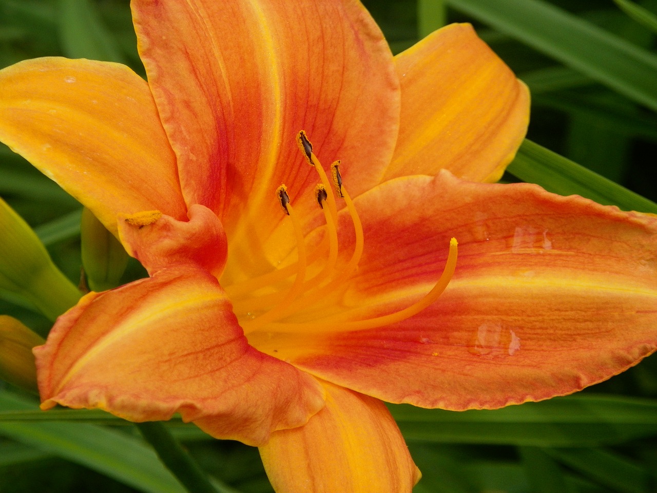 daylily plant orange free photo