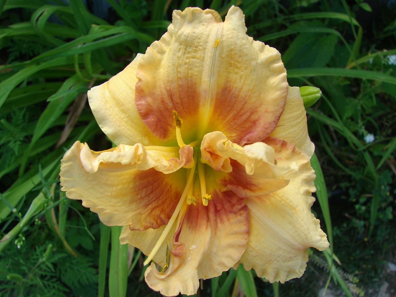 daylily hemerocalis nature free photo