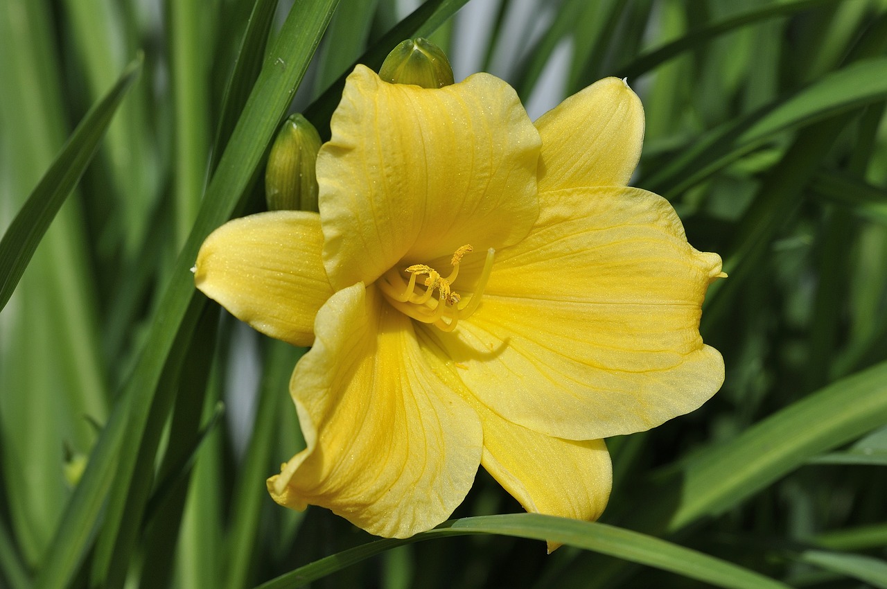 daylily flower plant free photo