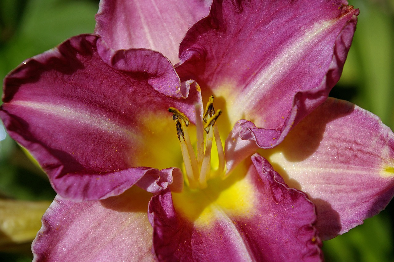 daylily lily plant free photo
