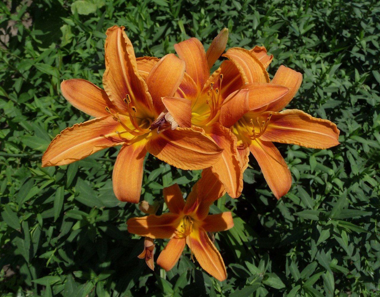 daylily flowers orange free photo
