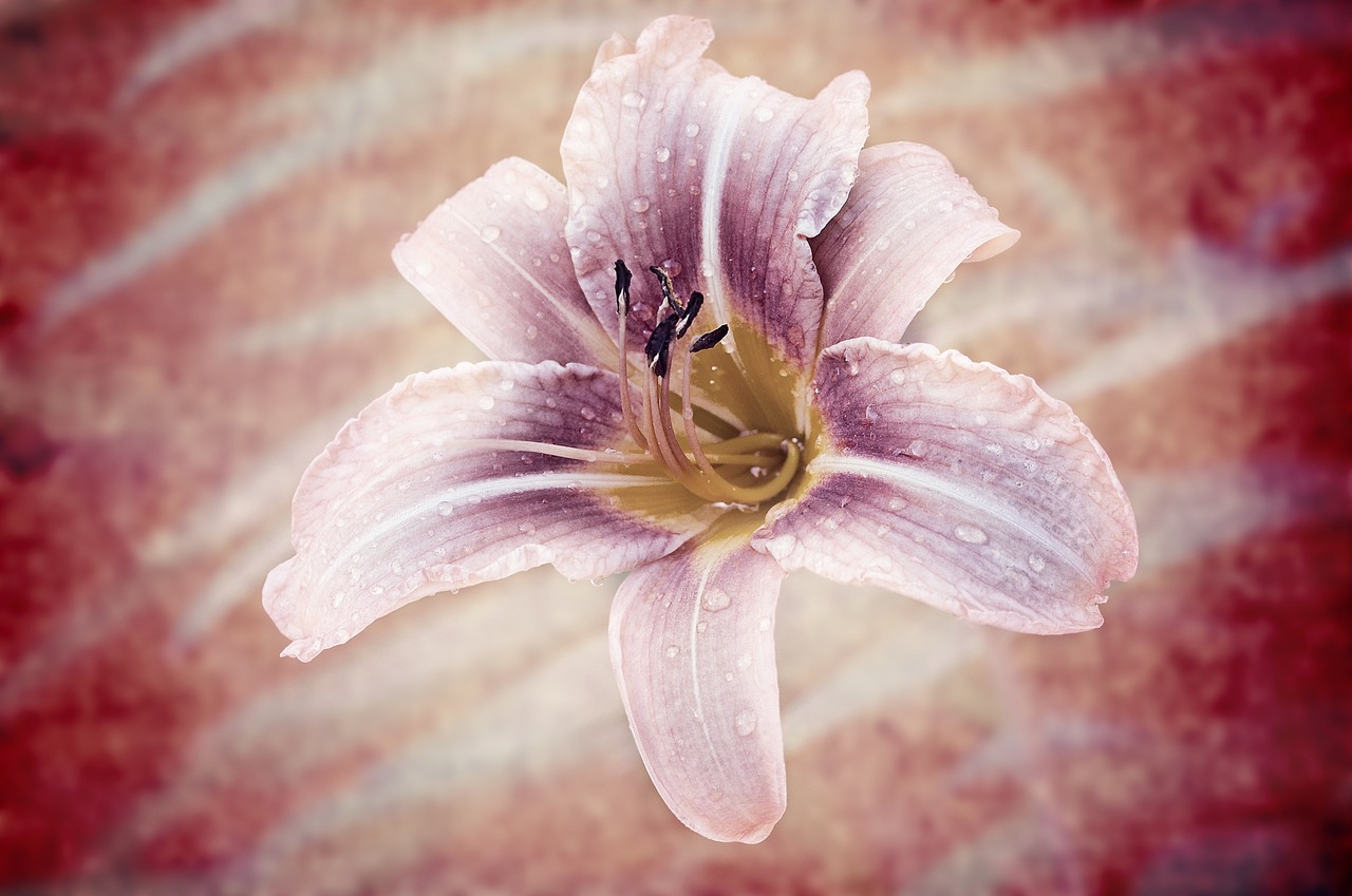 daylily flower plant free photo