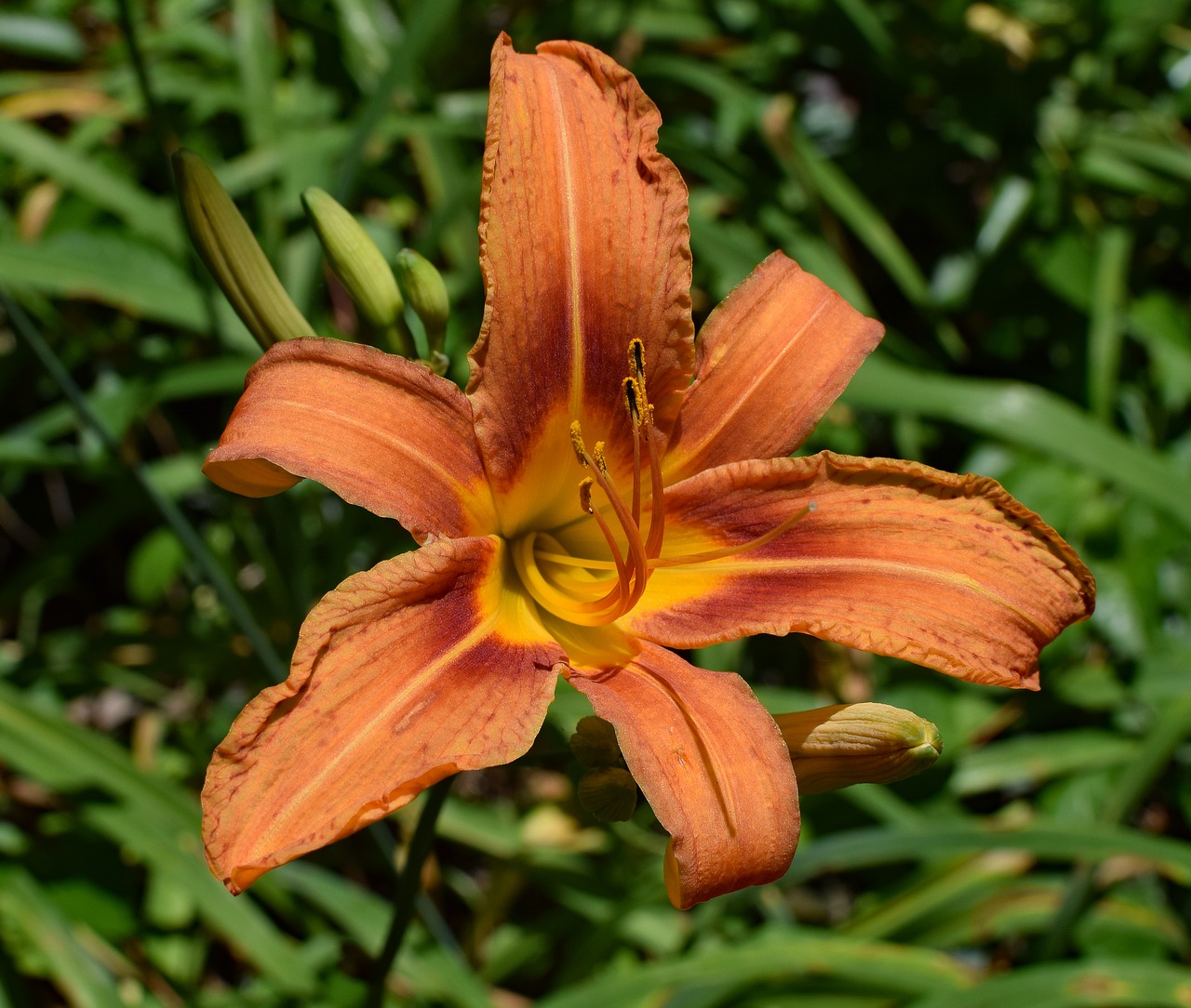 daylily close-up lily close-up free photo