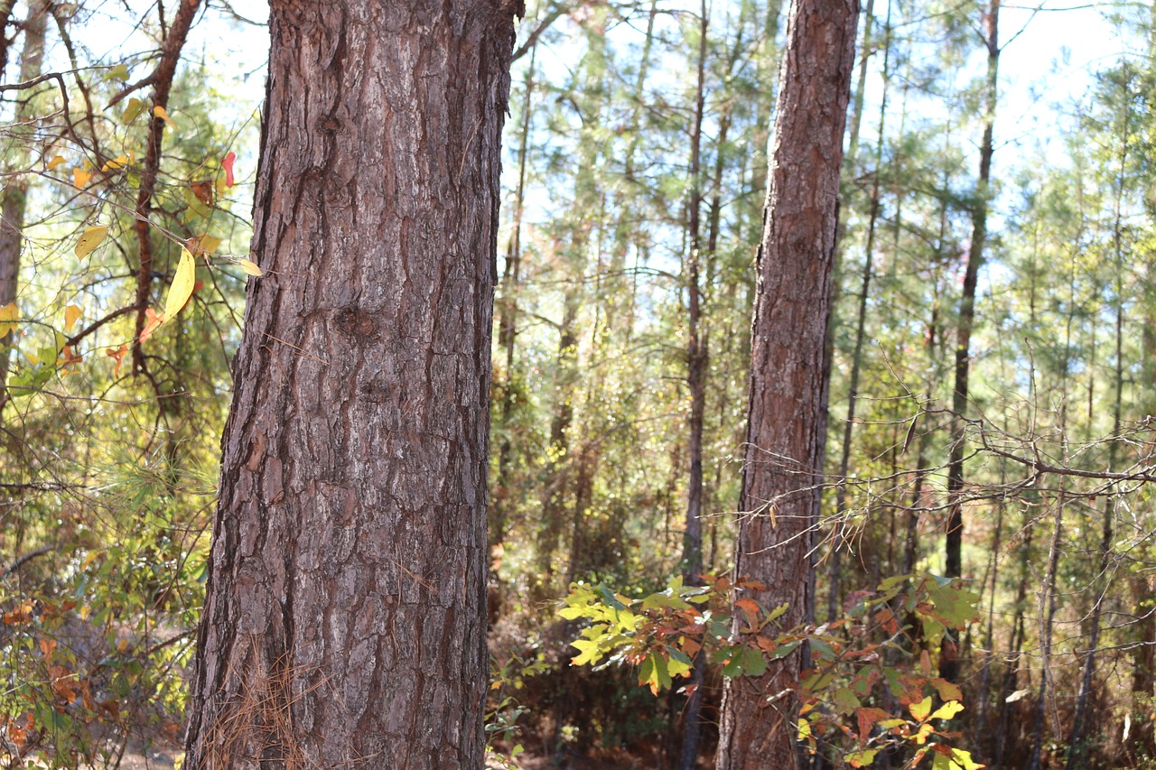 daytime forest leaves free photo