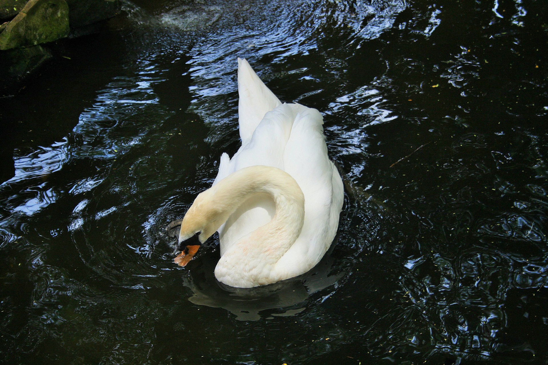 bird swan water free photo