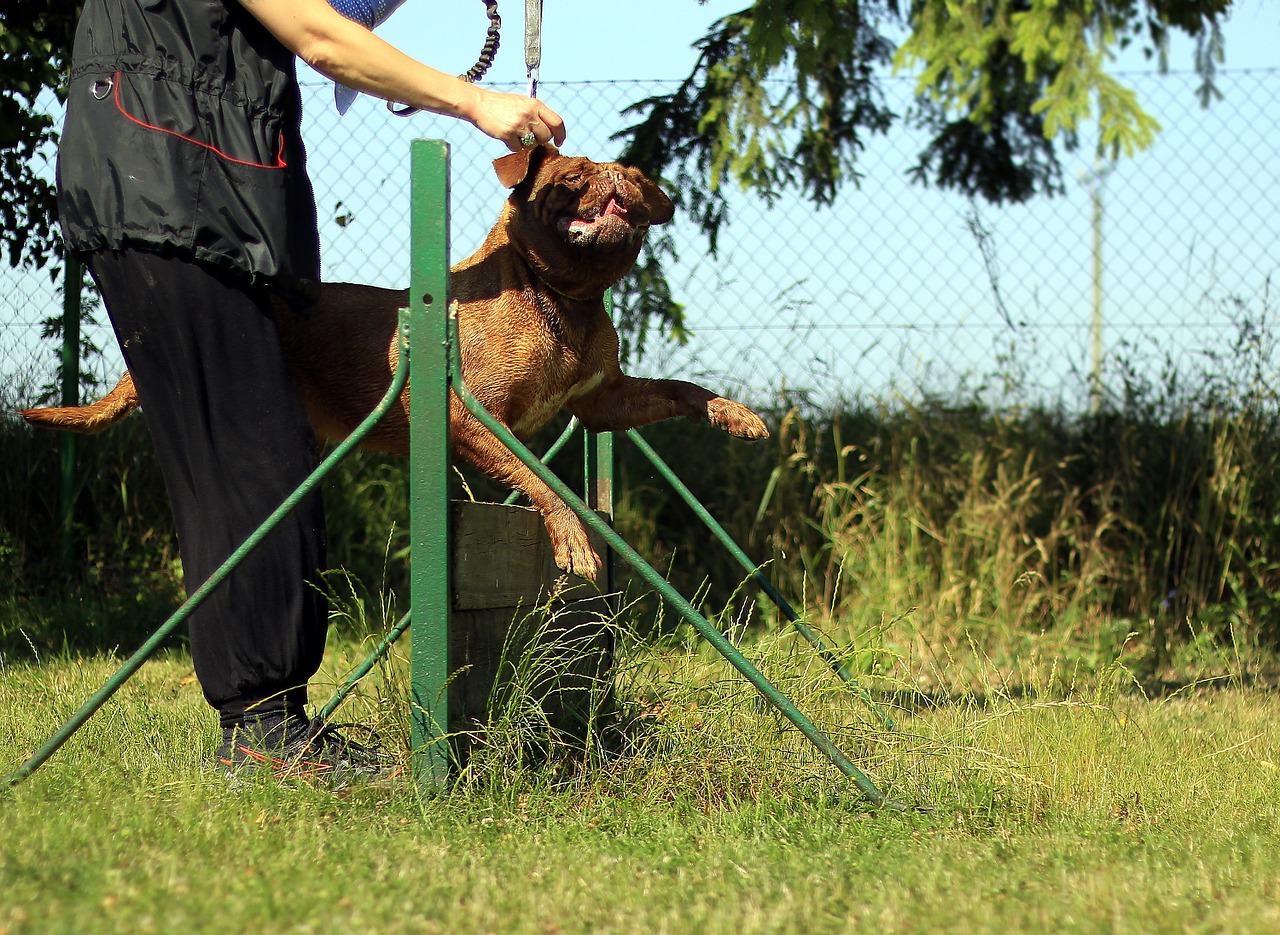 training bordeaux mastiff free photo