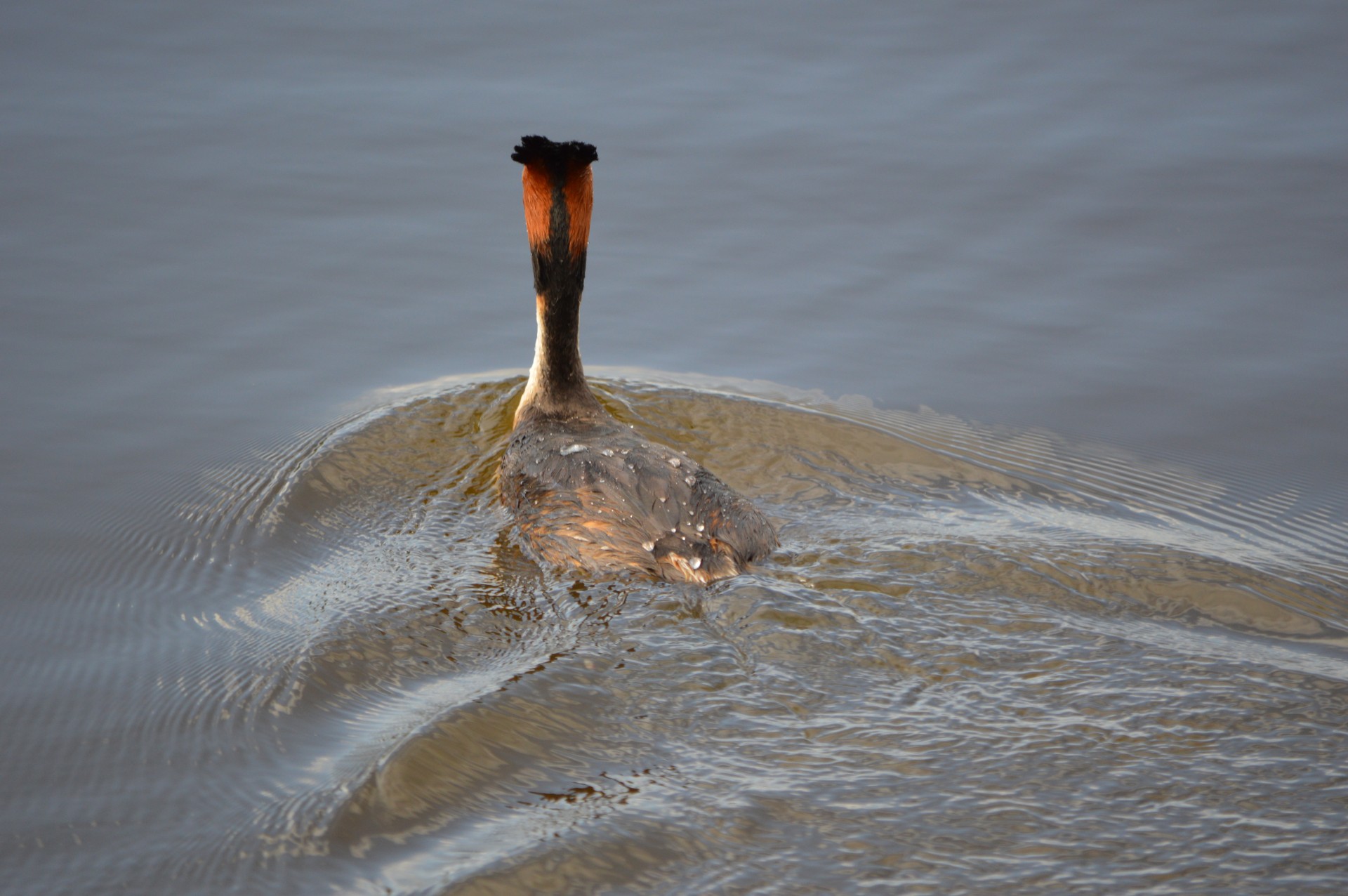 water bird animal nature free photo