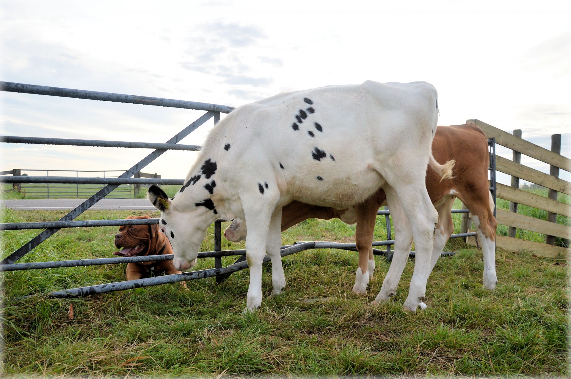 dog cow bordeaux free photo