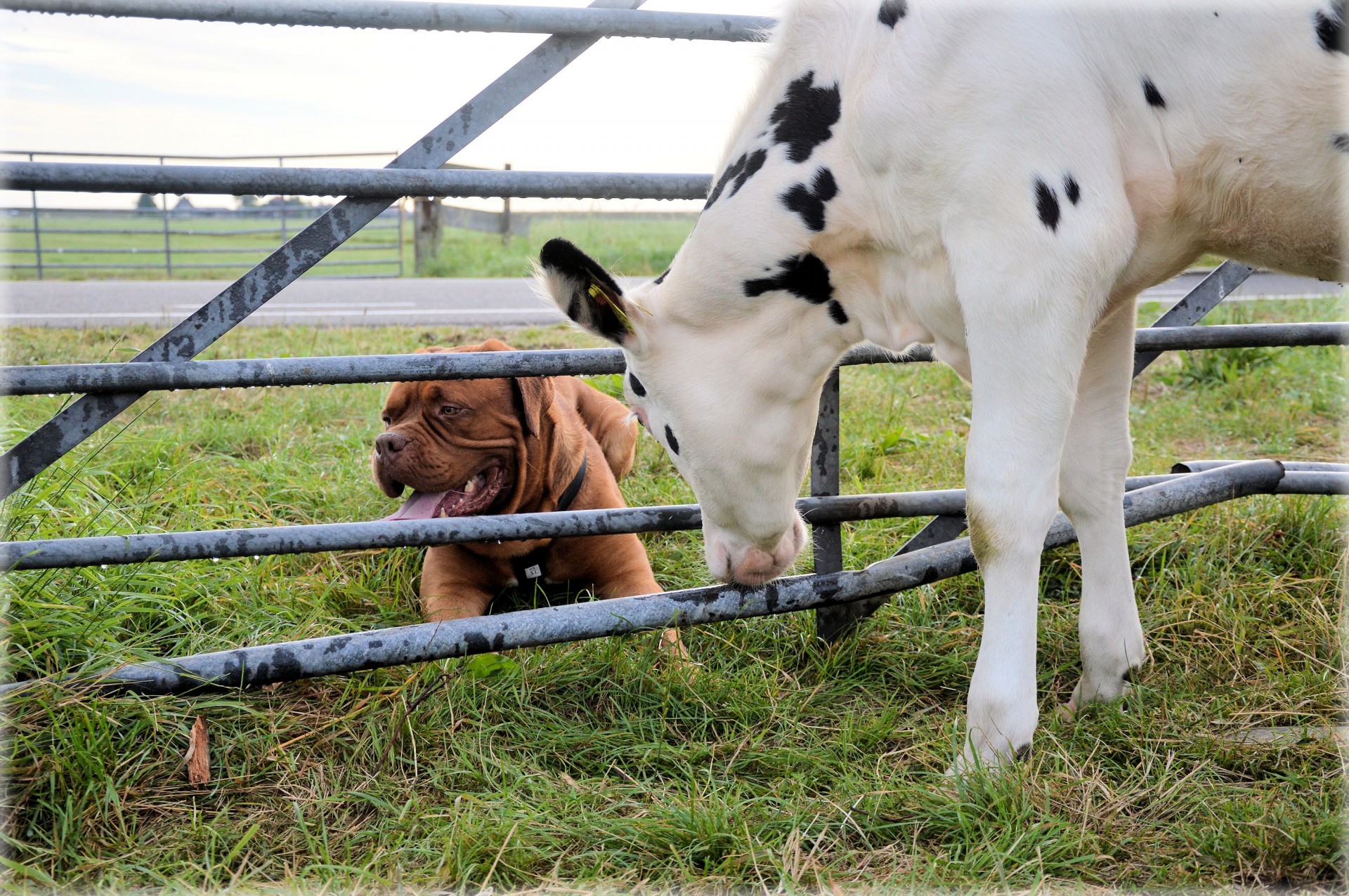 dog cow bordeaux free photo