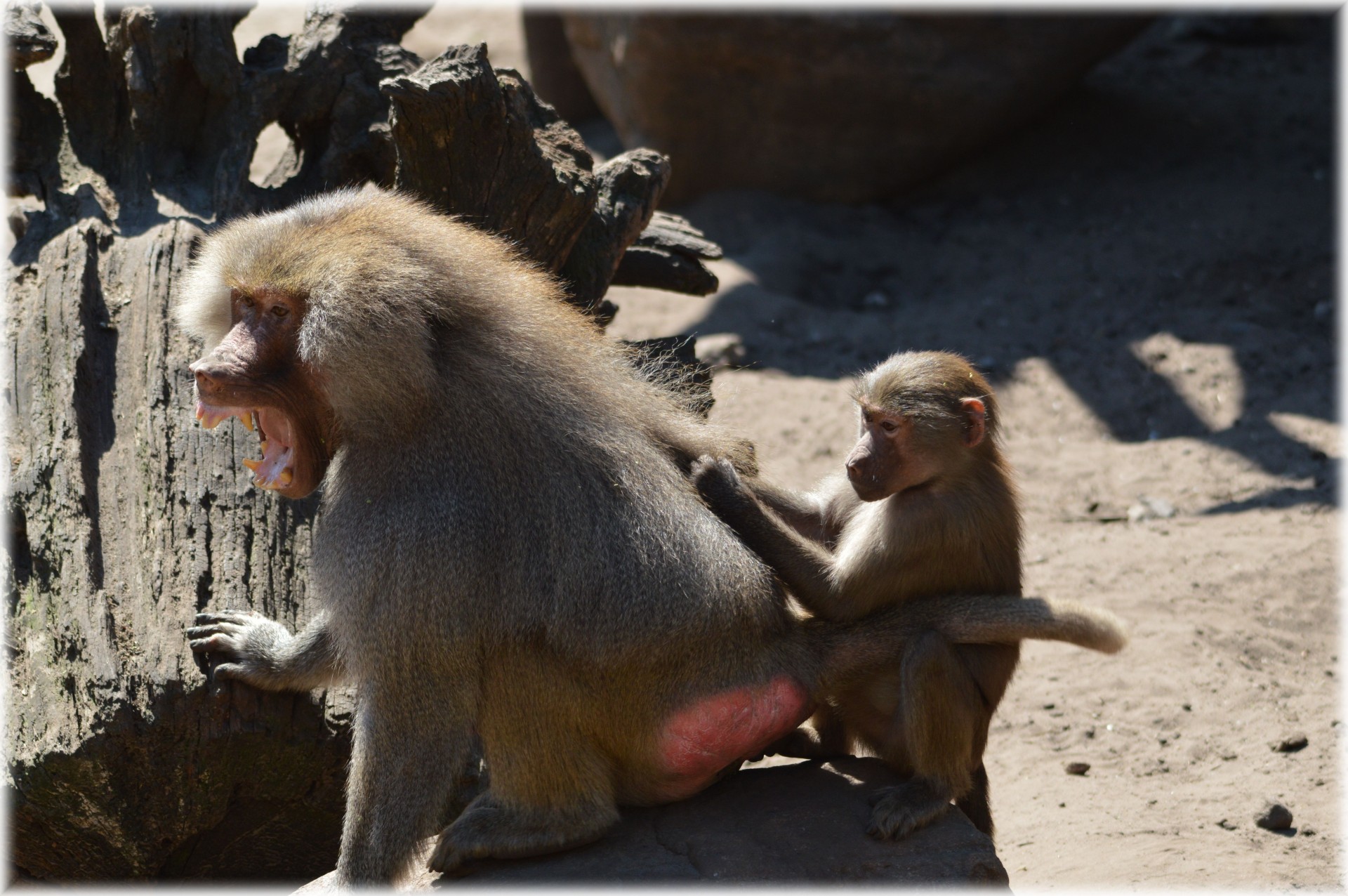 baboon monkey scream free photo