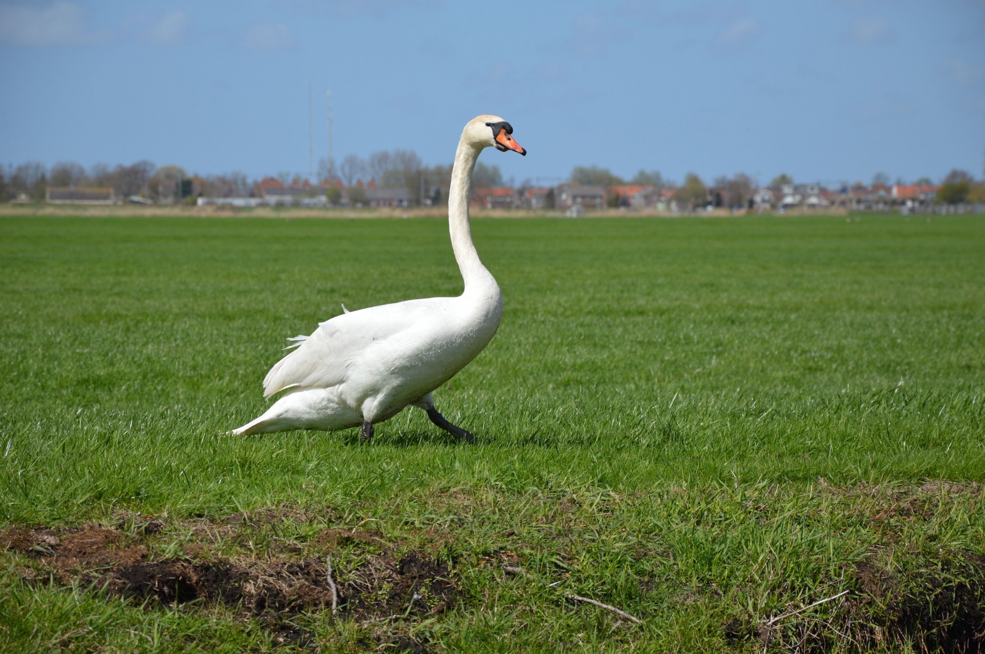 swan nature bird free photo