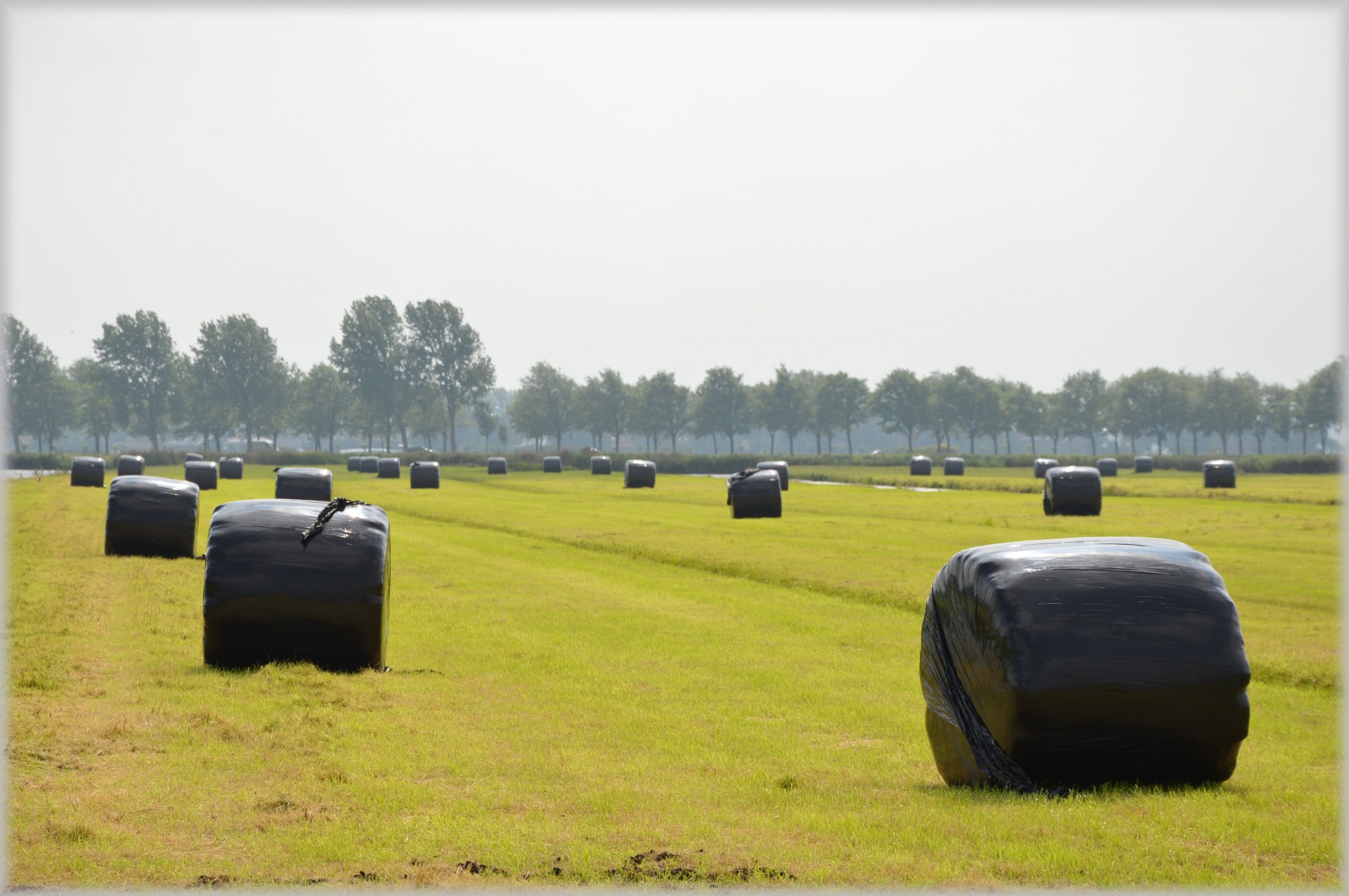 farm country meadow free photo