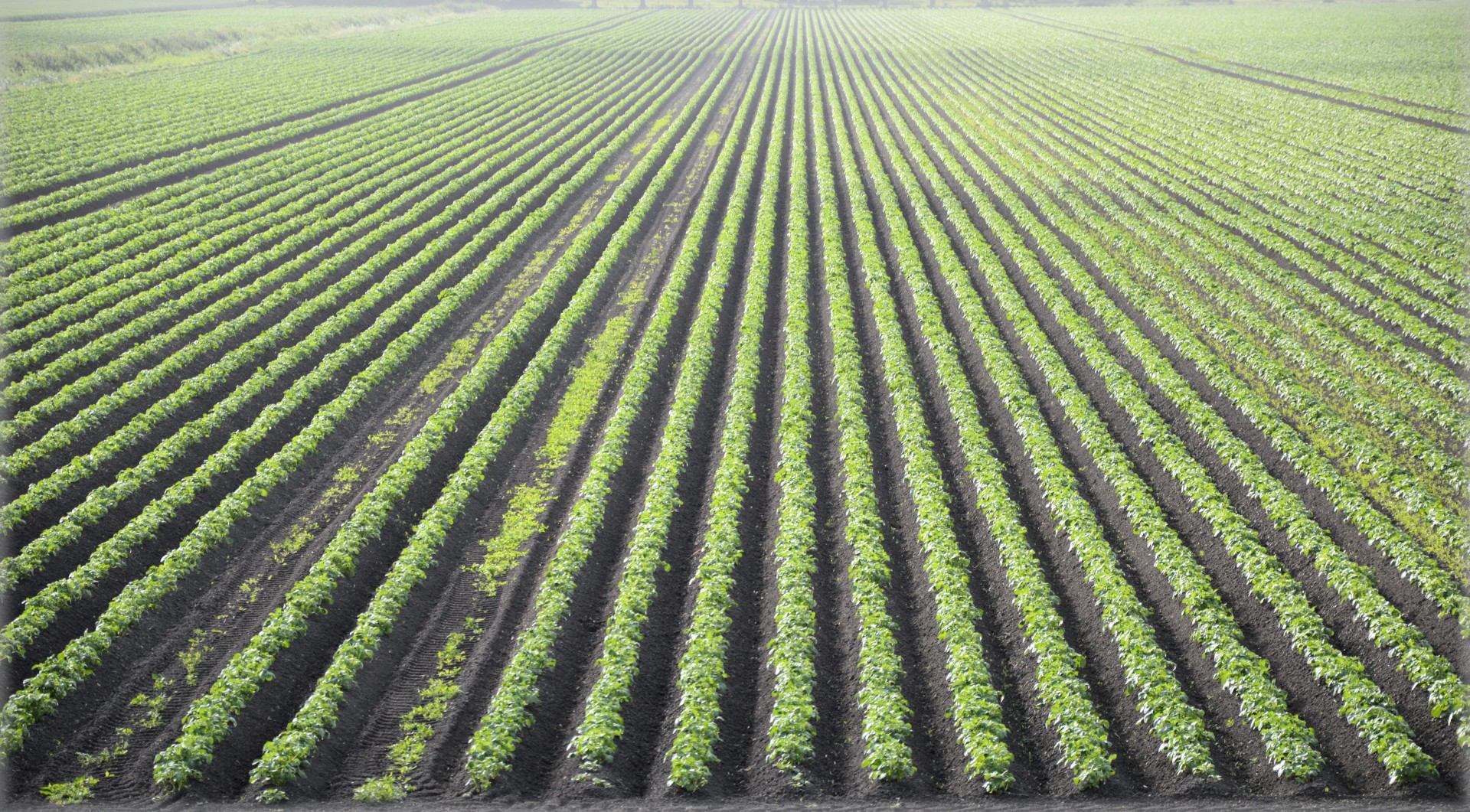 farm holland netherlands free photo