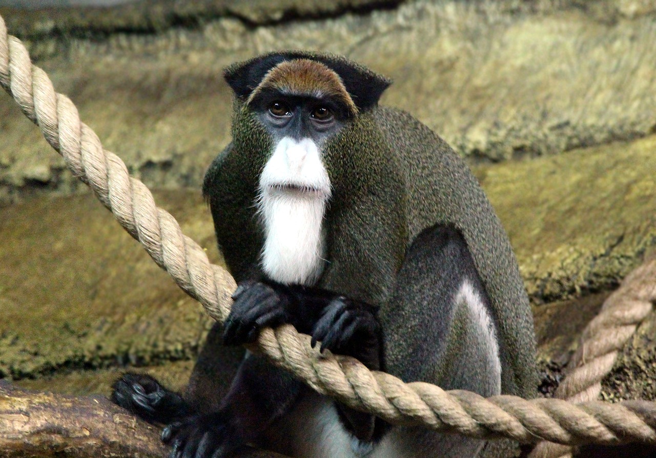 de brazza's monkey marmoset cercopithecus neglectus free photo