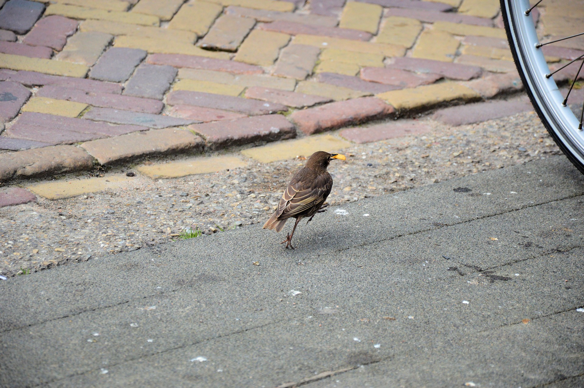 fries sparrow food free photo