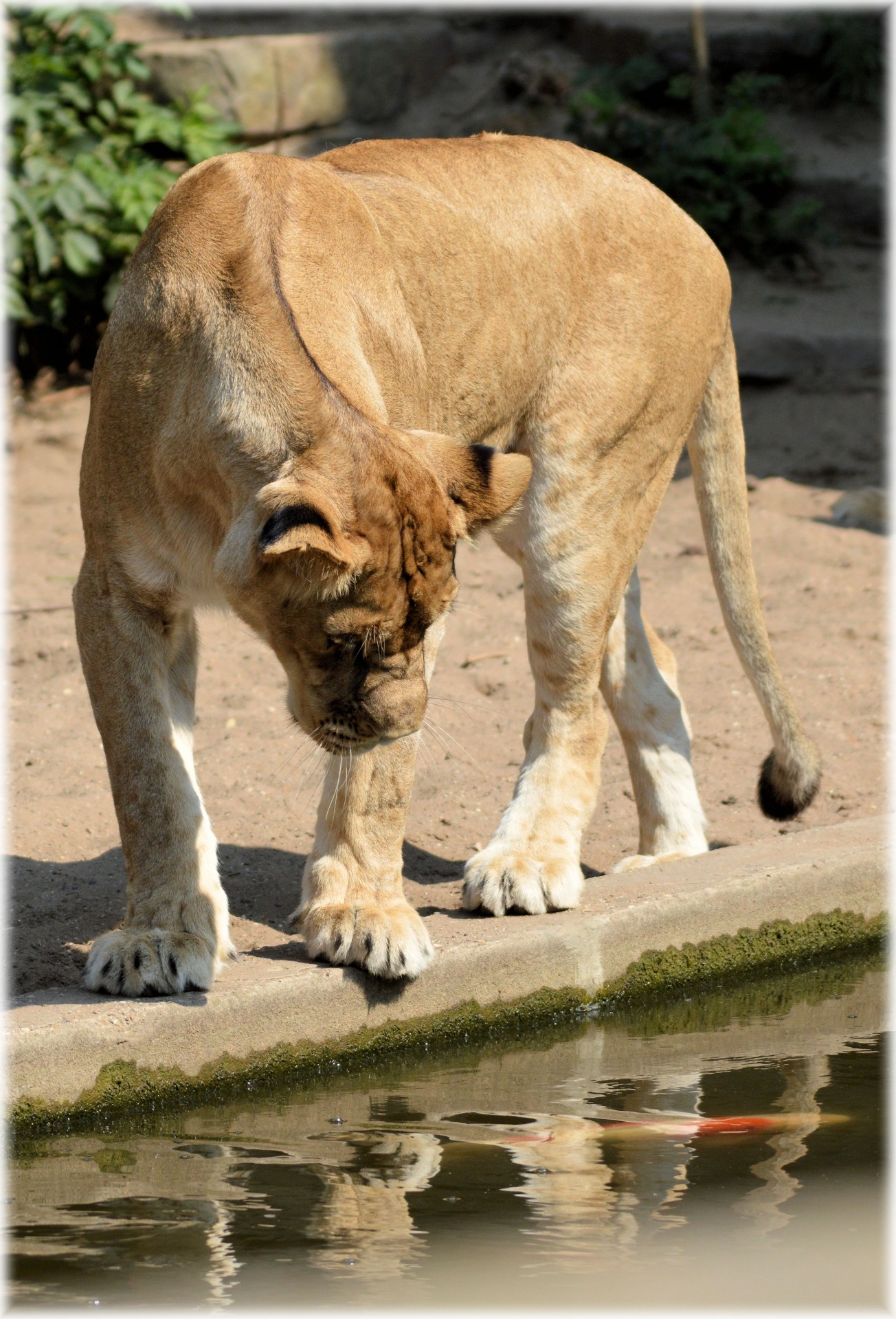 lioness king predator free photo