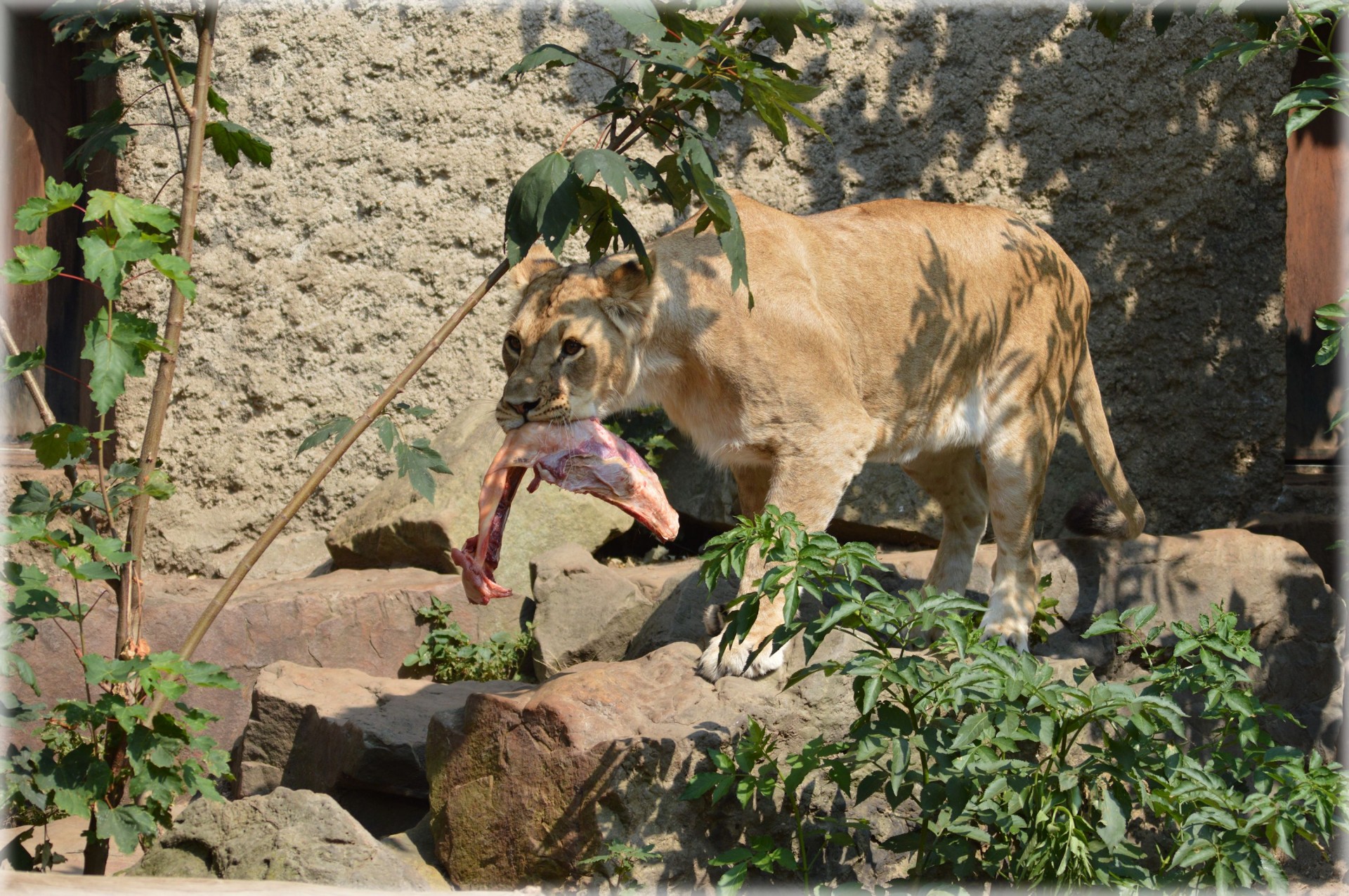 lioness king predator free photo