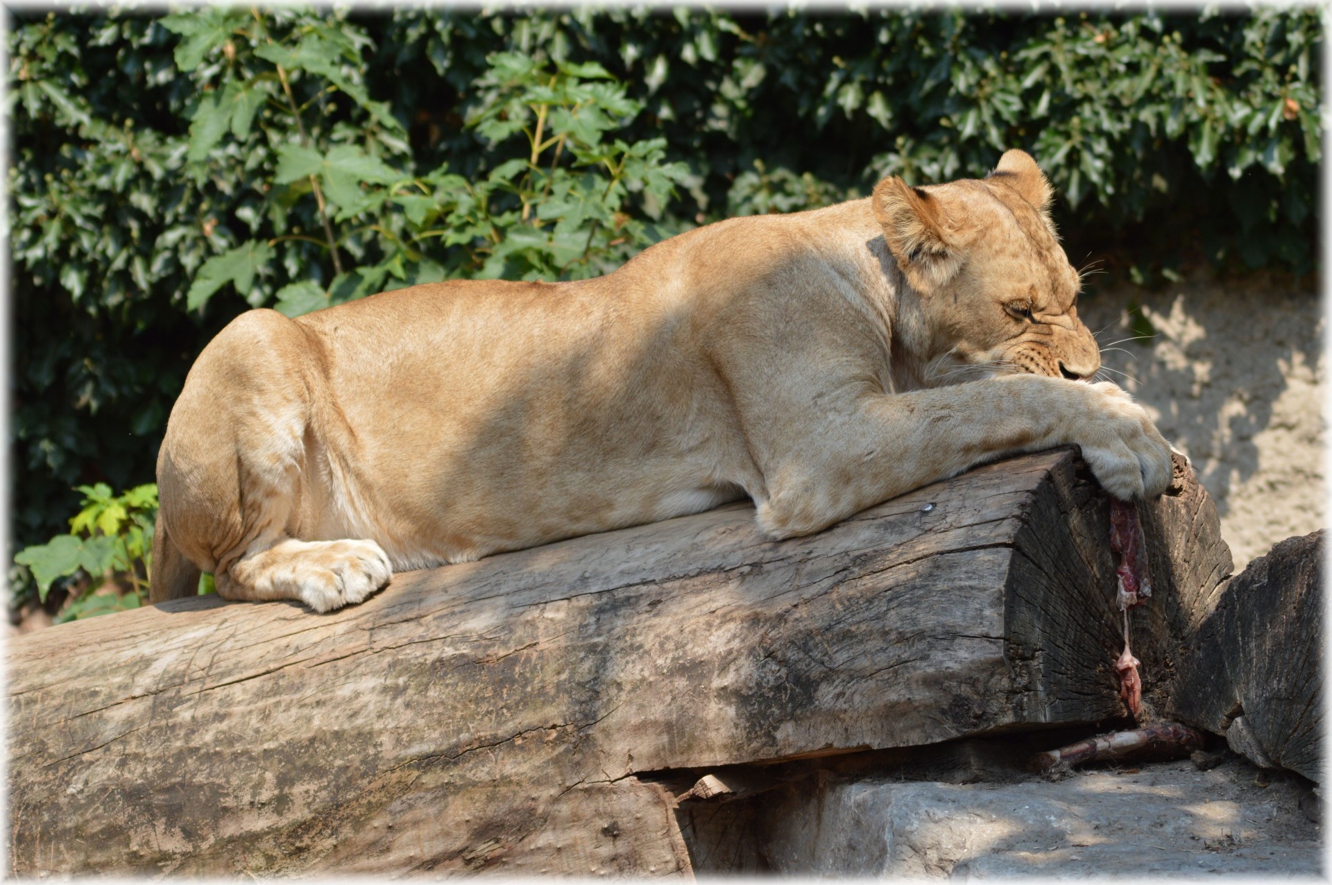 lioness king predator free photo