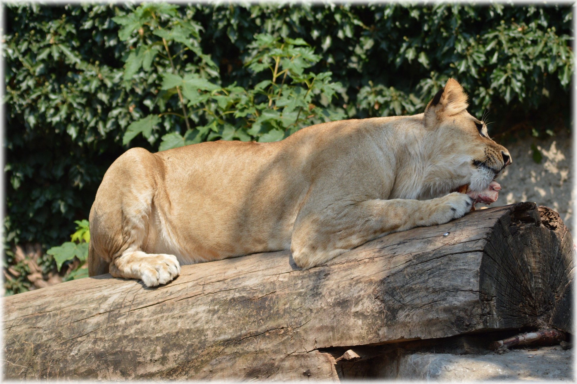 lioness king predator free photo