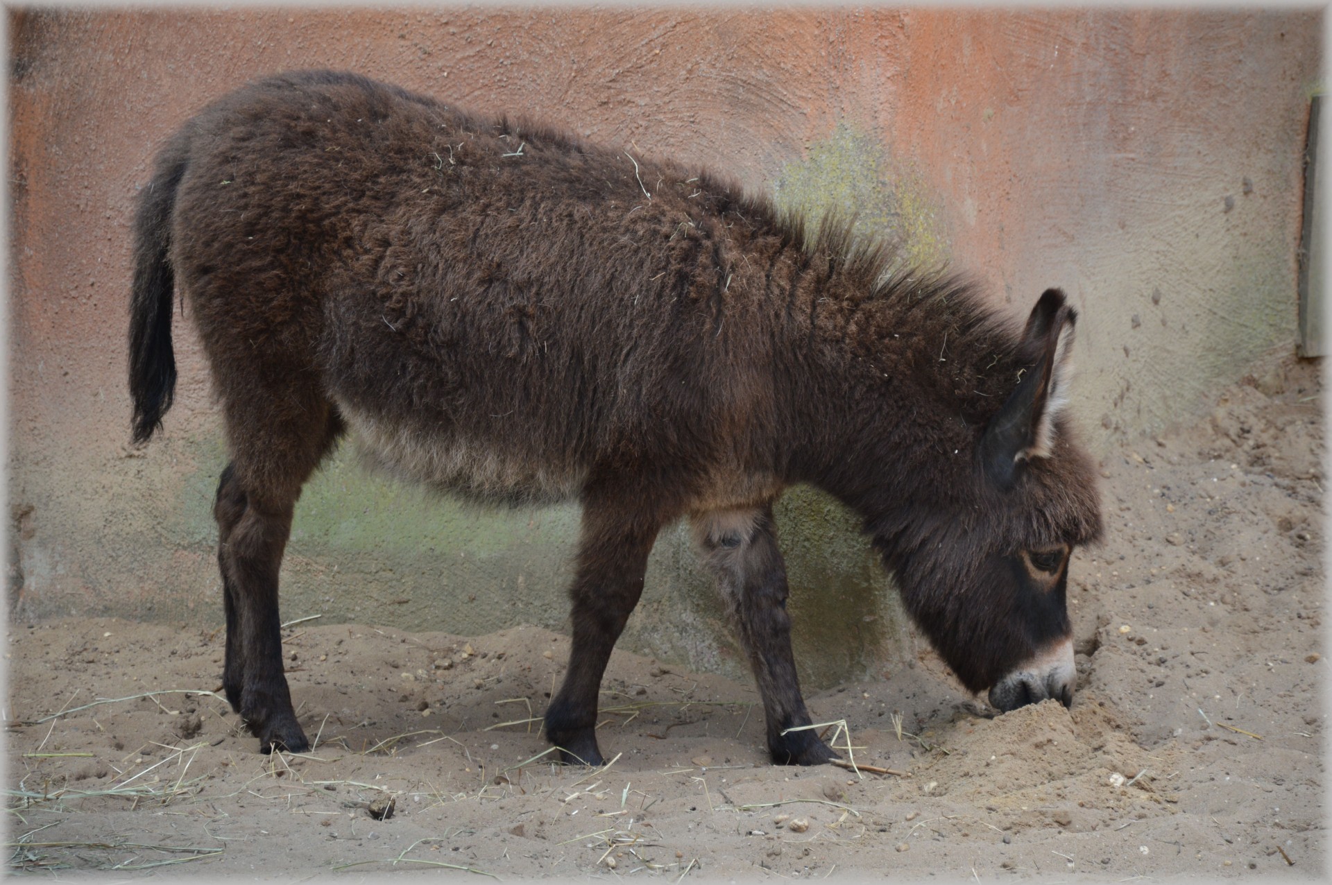 donkey mule stupid free photo