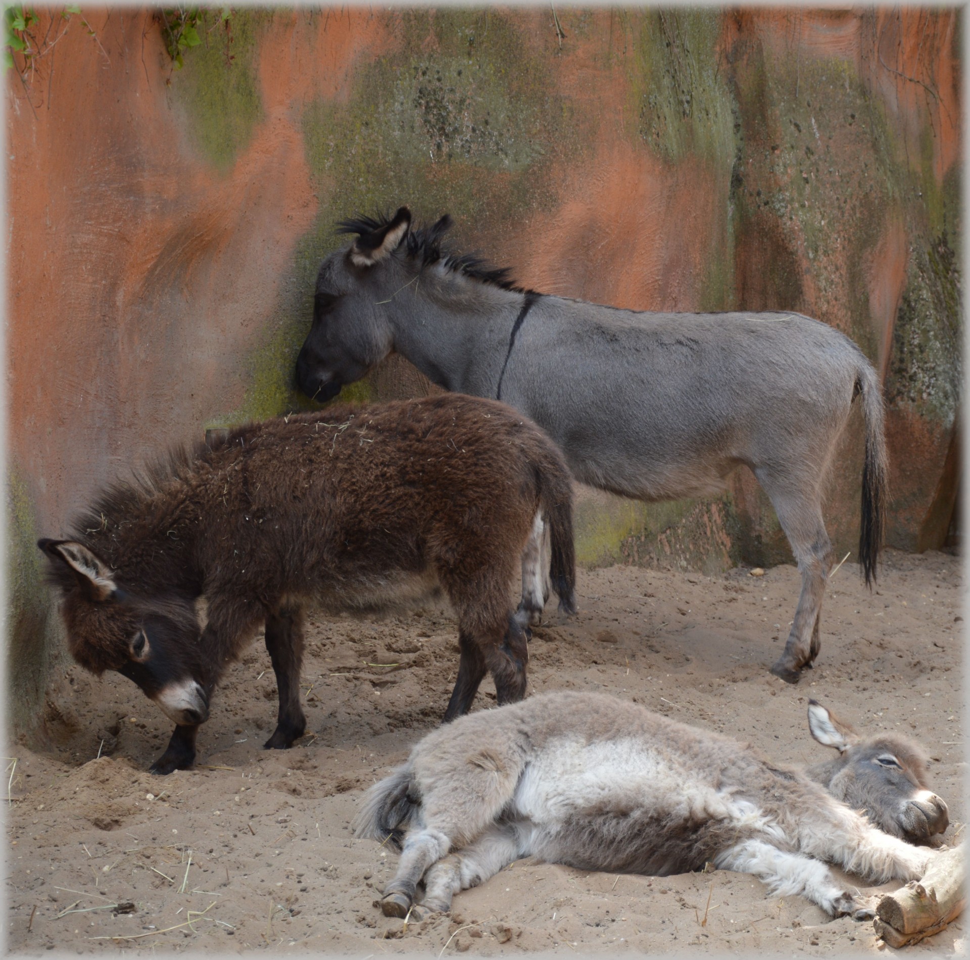 donkey mule pack animal free photo