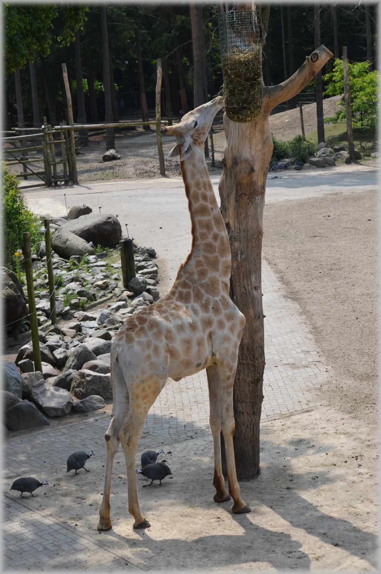 giraffe giraffa camelopardalis animal free photo
