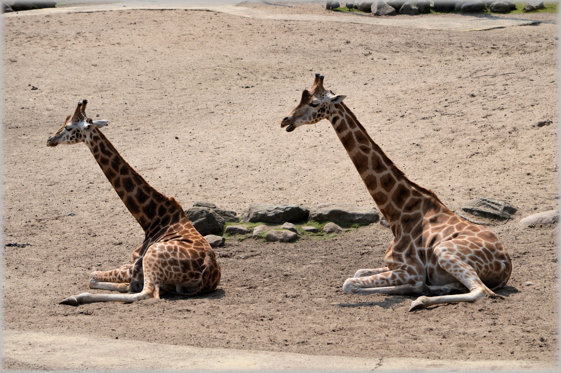 giraffe giraffa camelopardalis animal free photo
