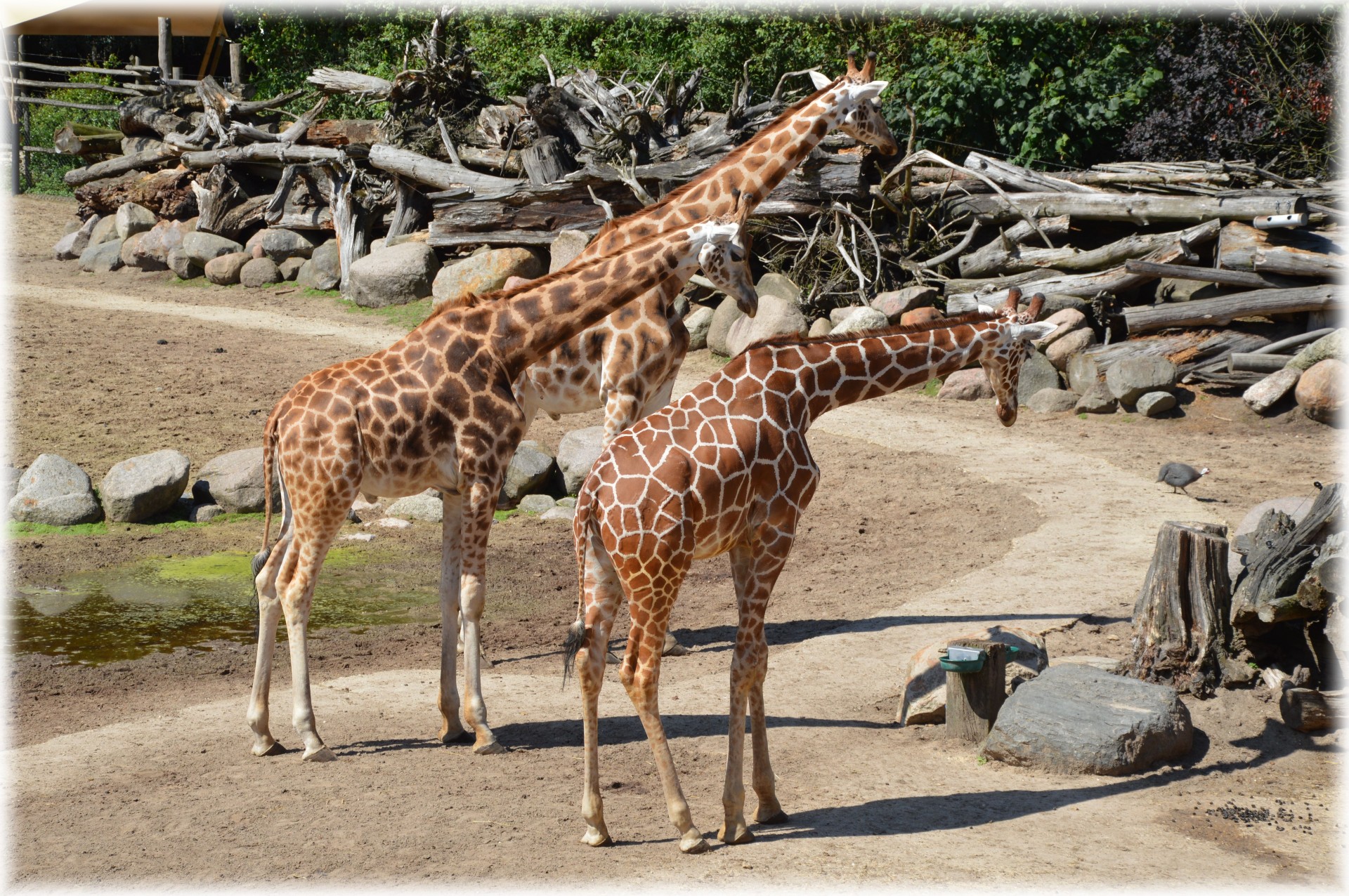 giraffe giraffa camelopardalis animal free photo