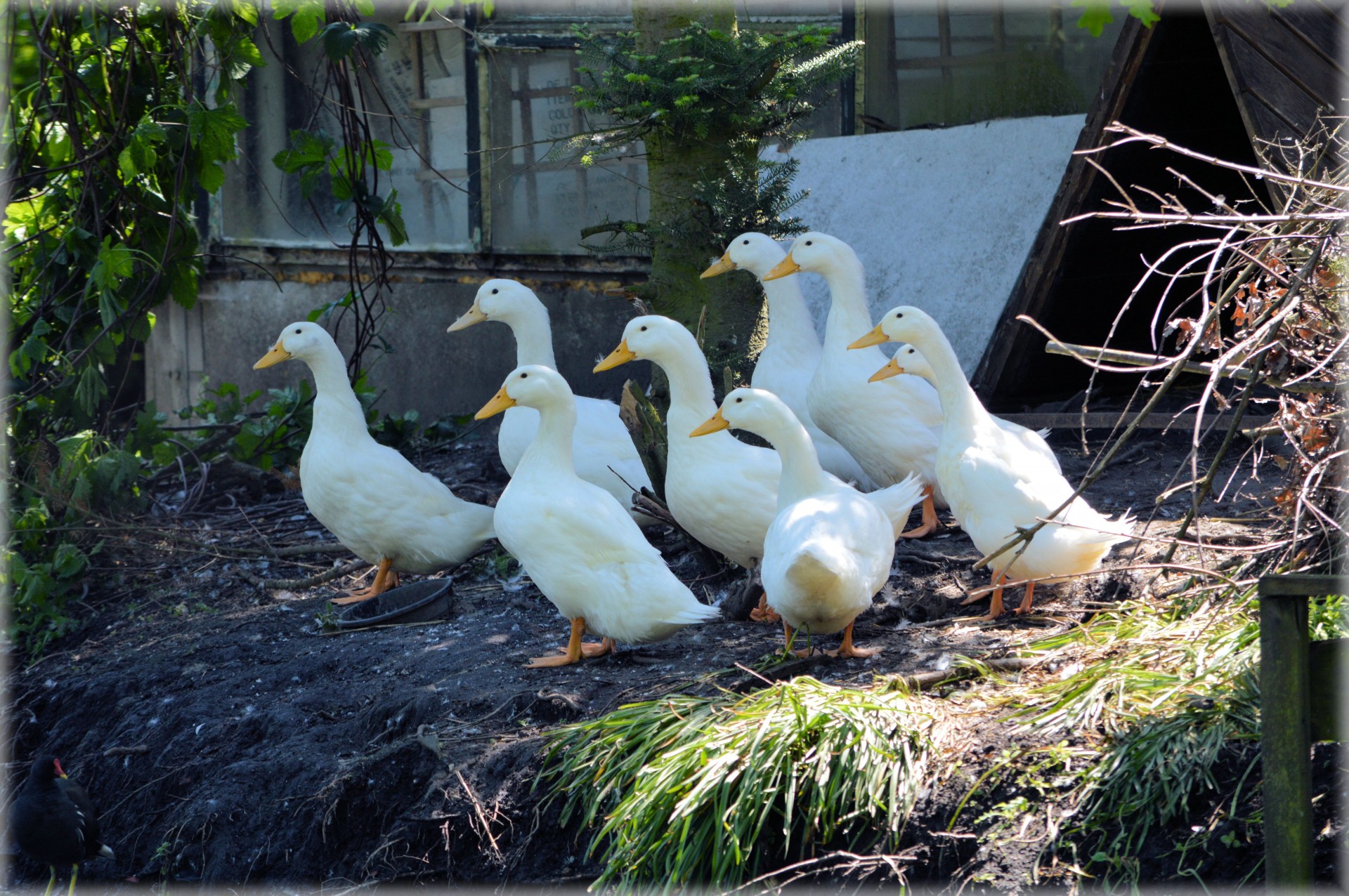 goose white geese free photo