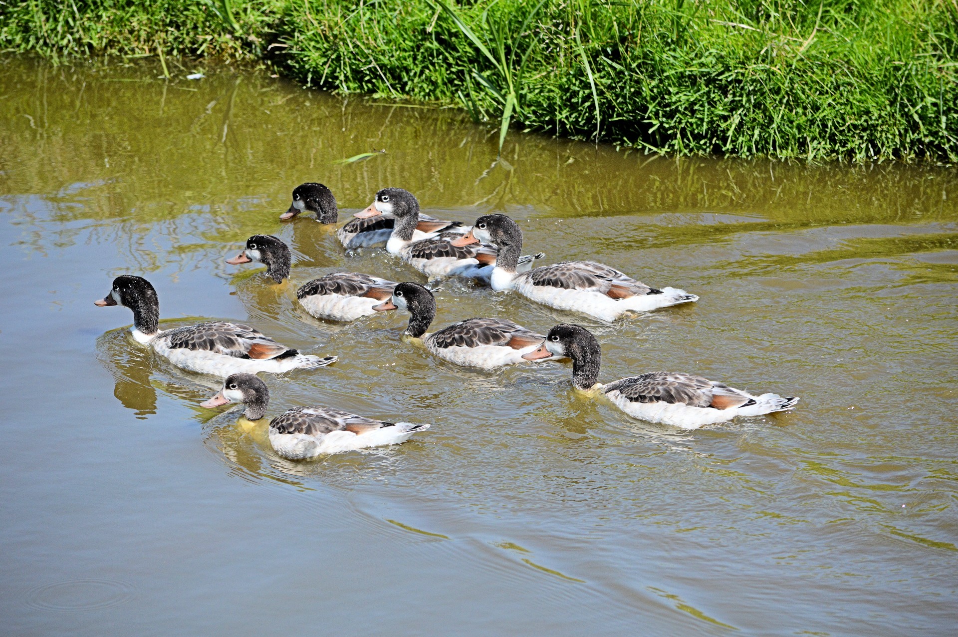 end waterfowl nature free photo