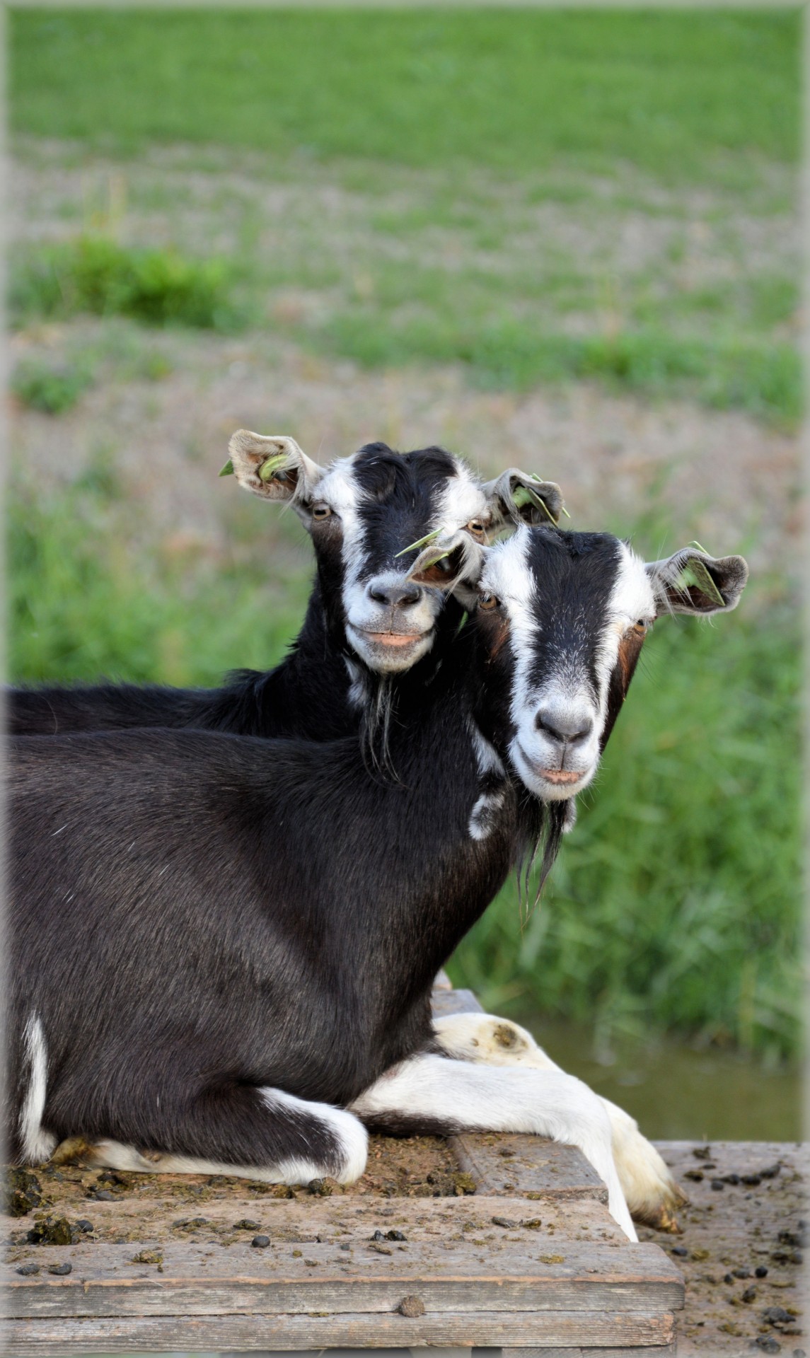 goat farm animals free photo