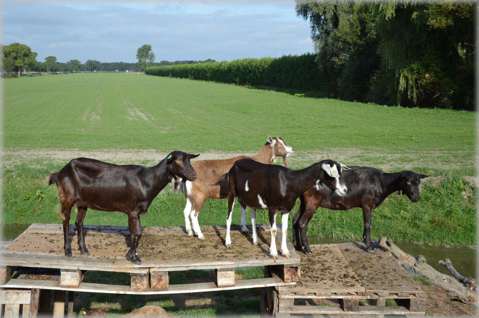 goat farm animals free photo