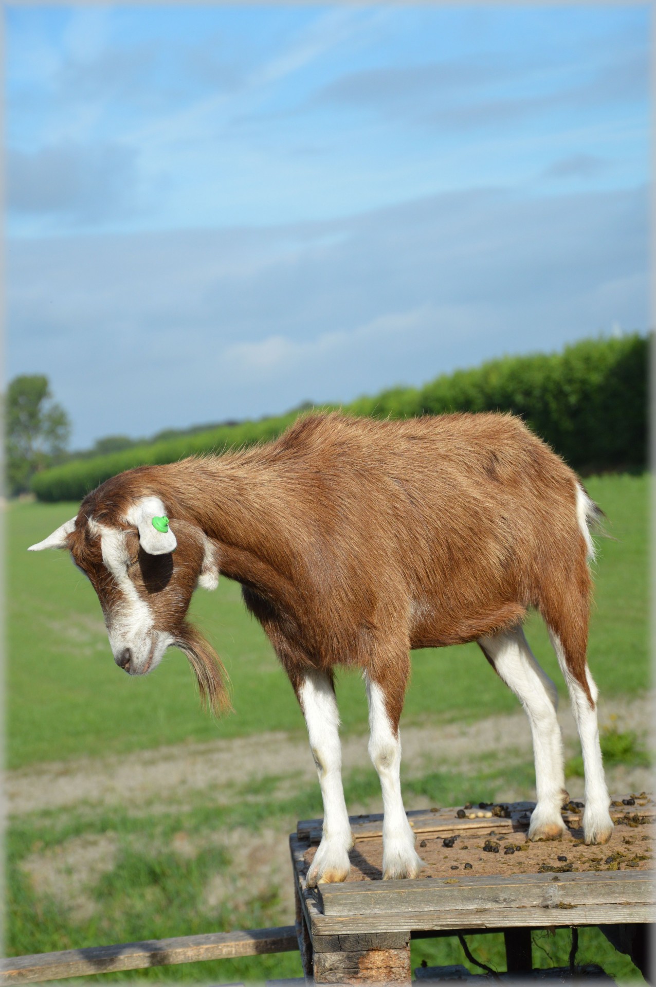 goat farm animals free photo