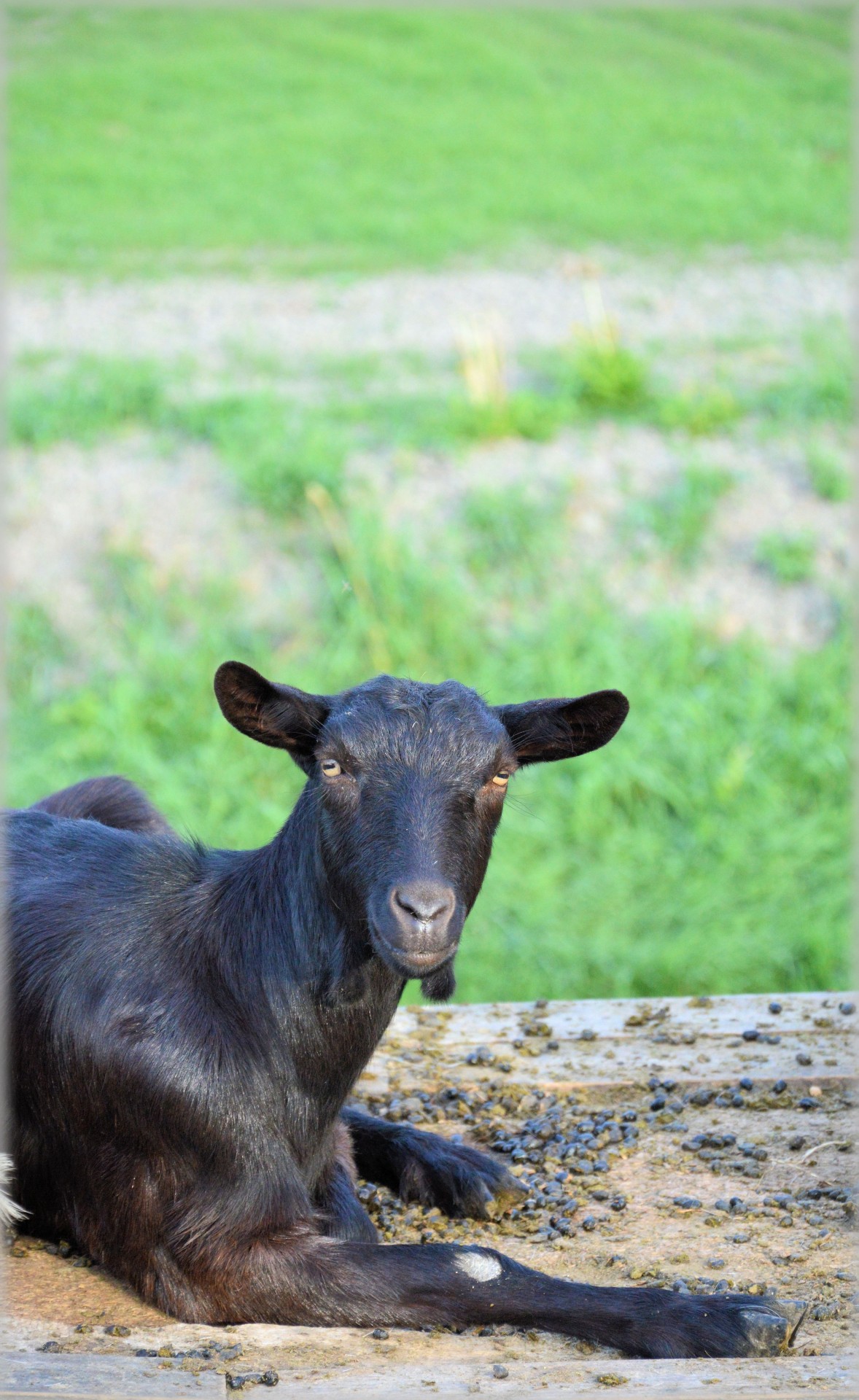 goat farm animals free photo