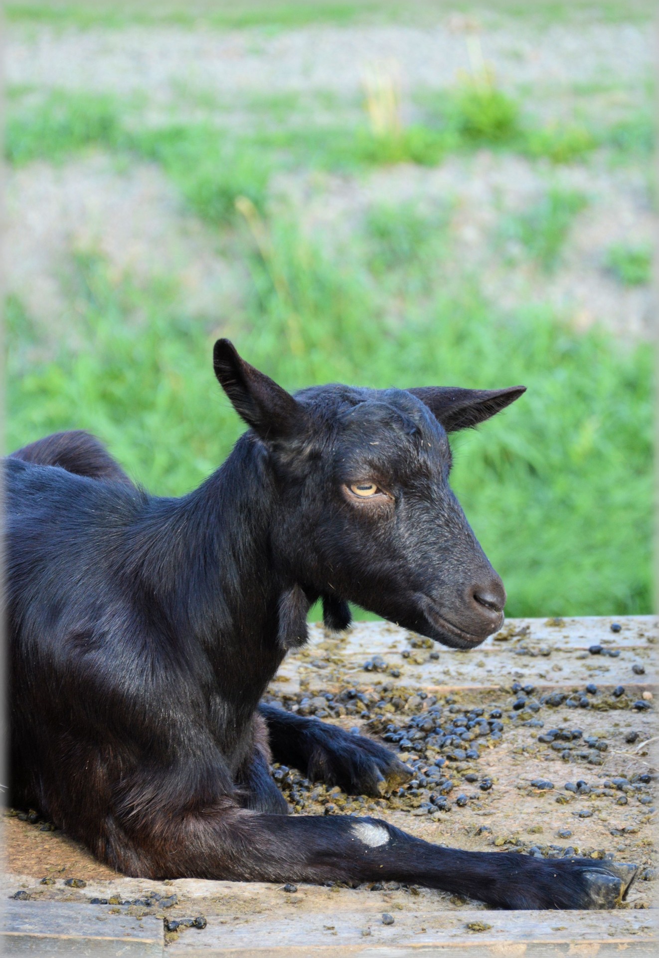 goat farm animals free photo