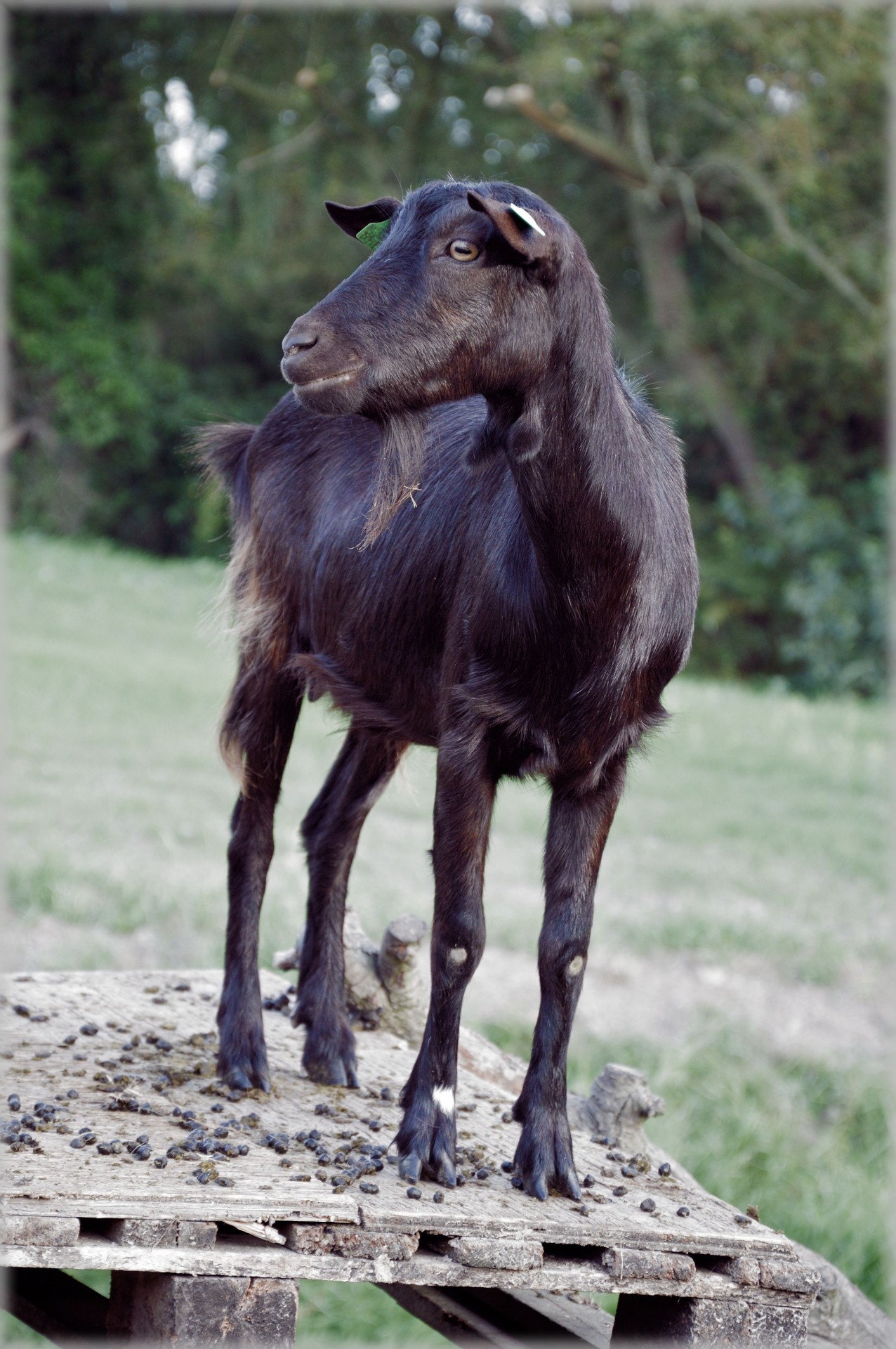 goat farm animals free photo