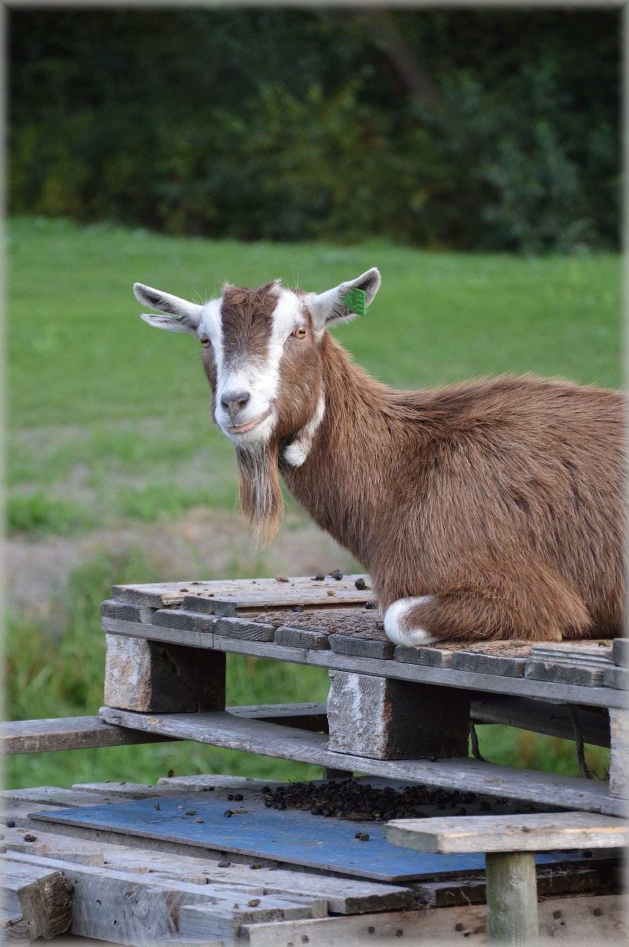 goat farm animals free photo