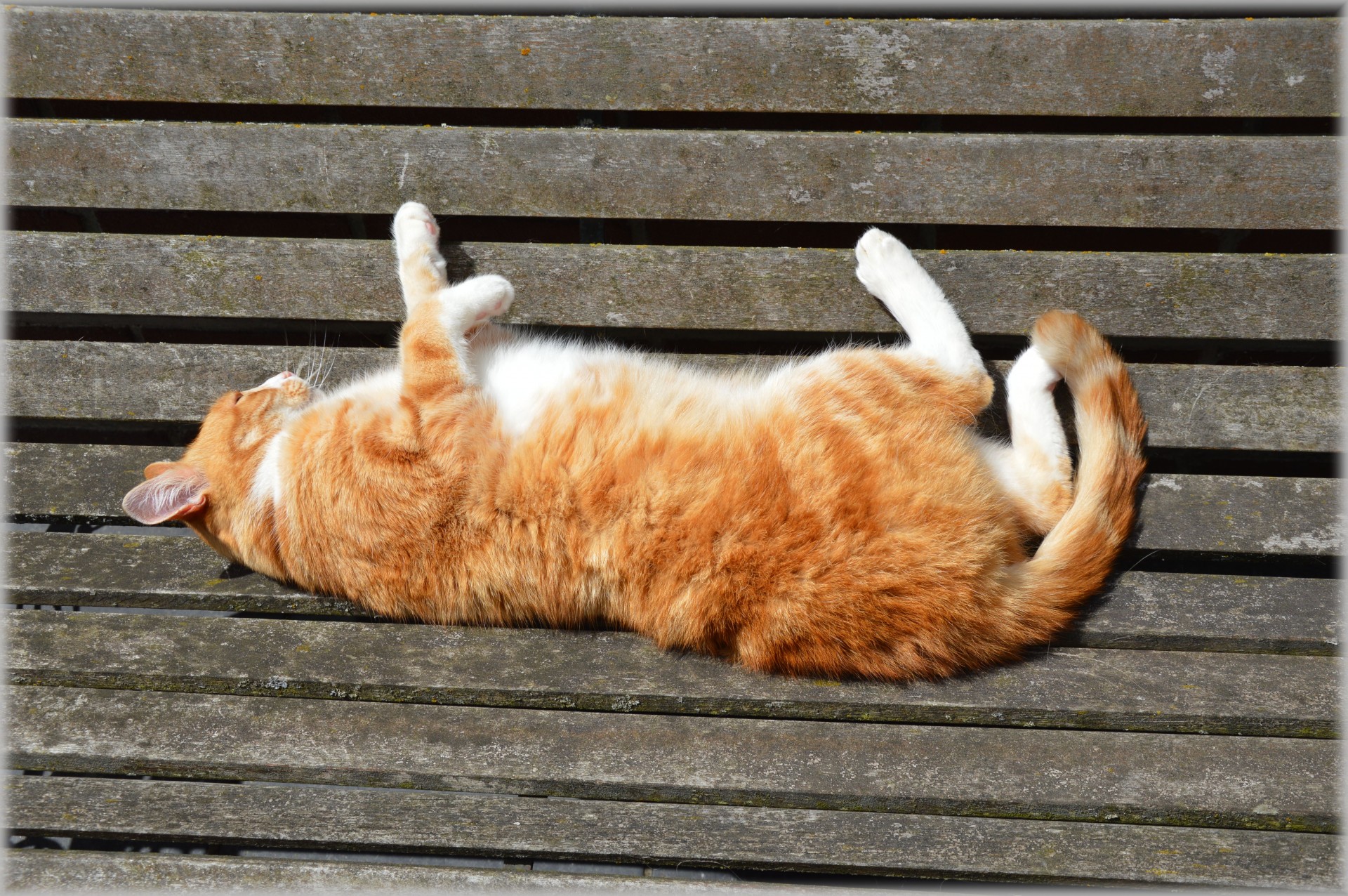 pet cat bench free photo