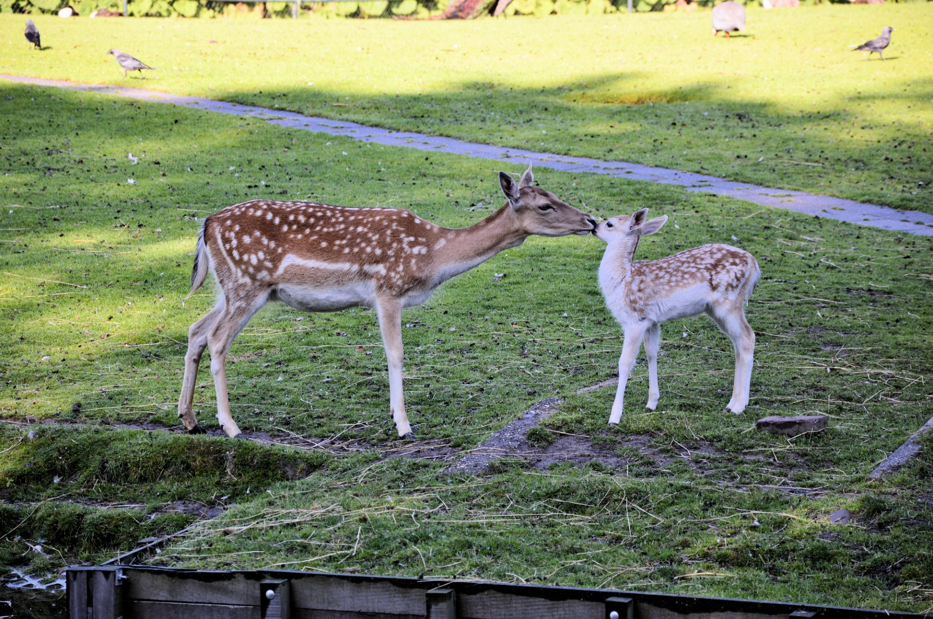 deer noble animal animal free photo