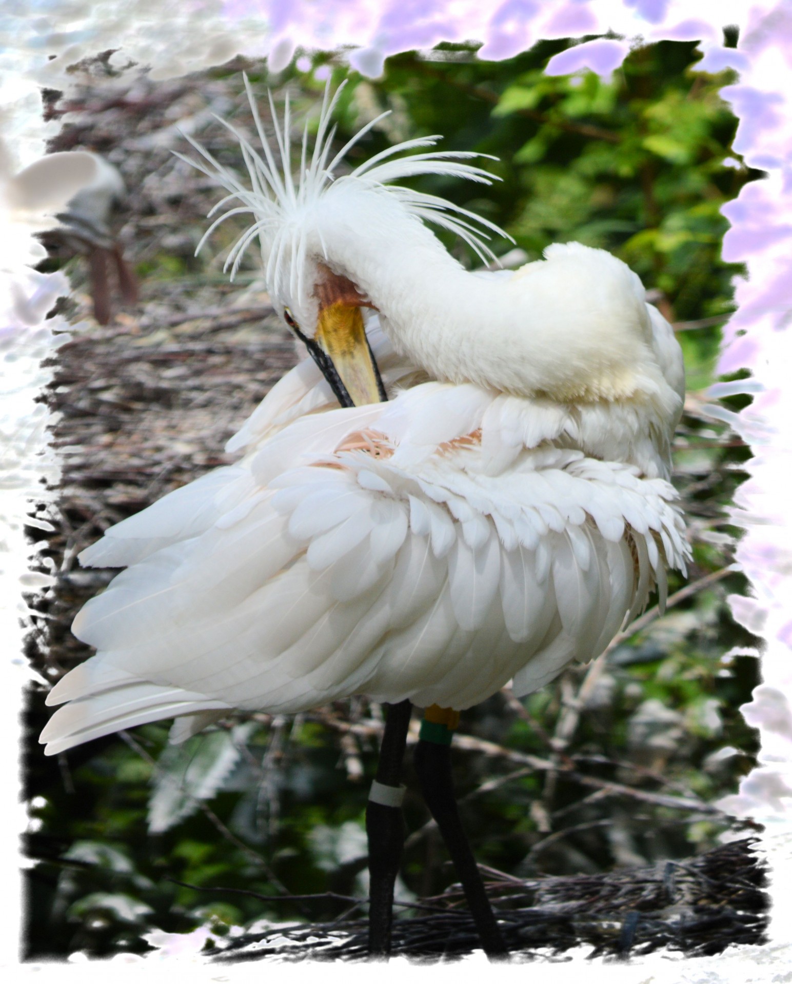 spoonbill young nature free photo