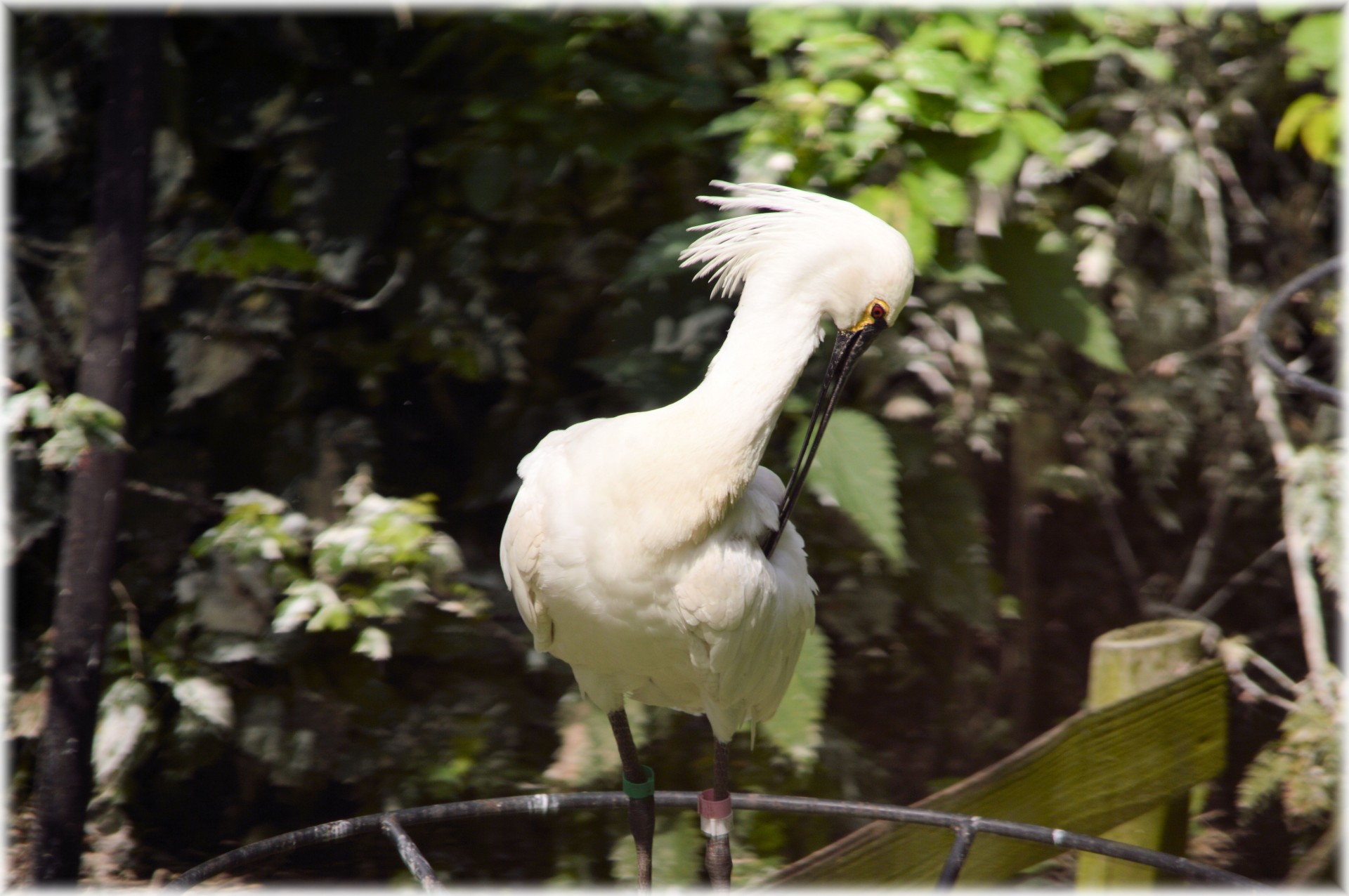 spoonbill young nature free photo