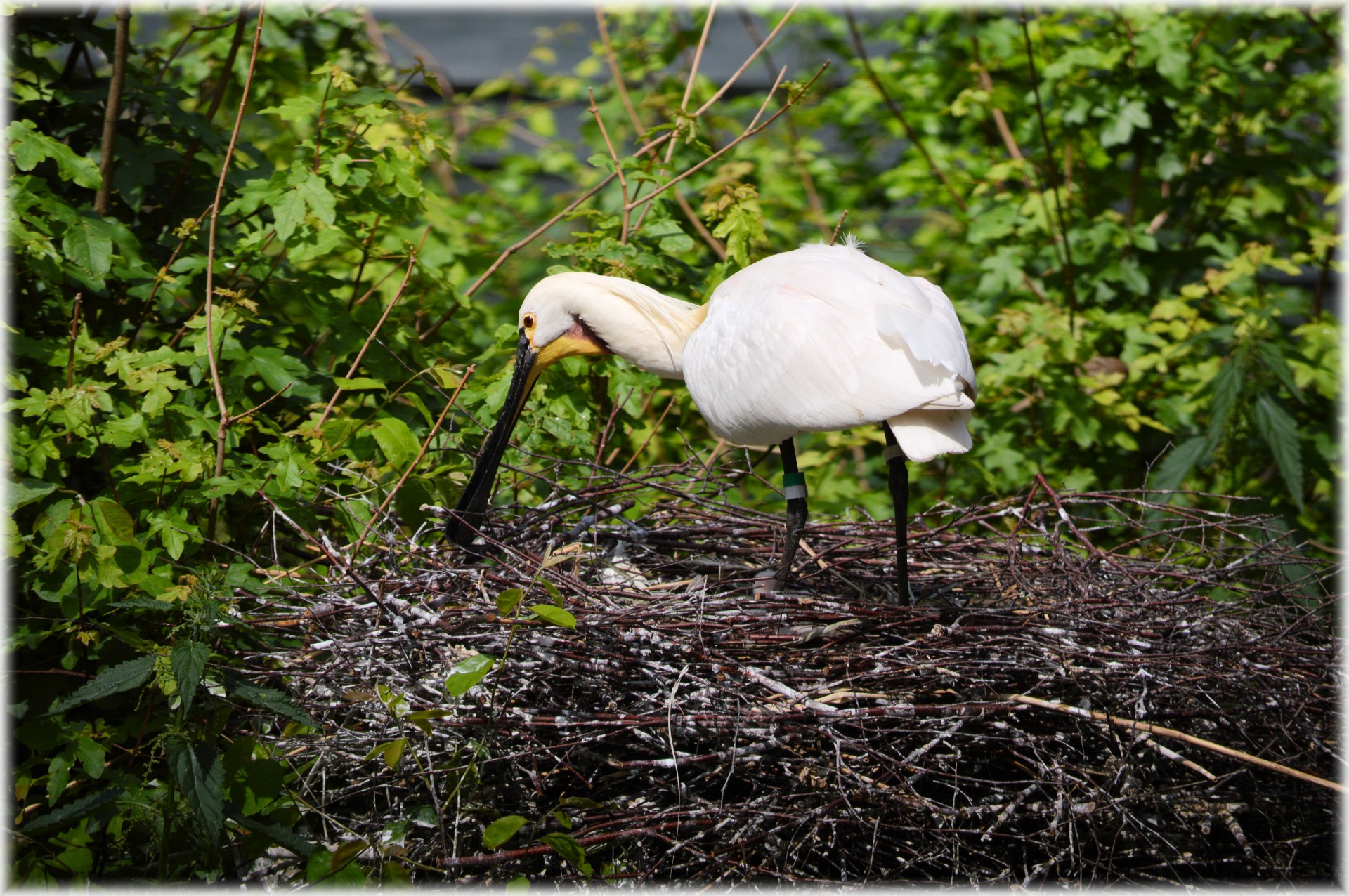 spoonbill young nature free photo