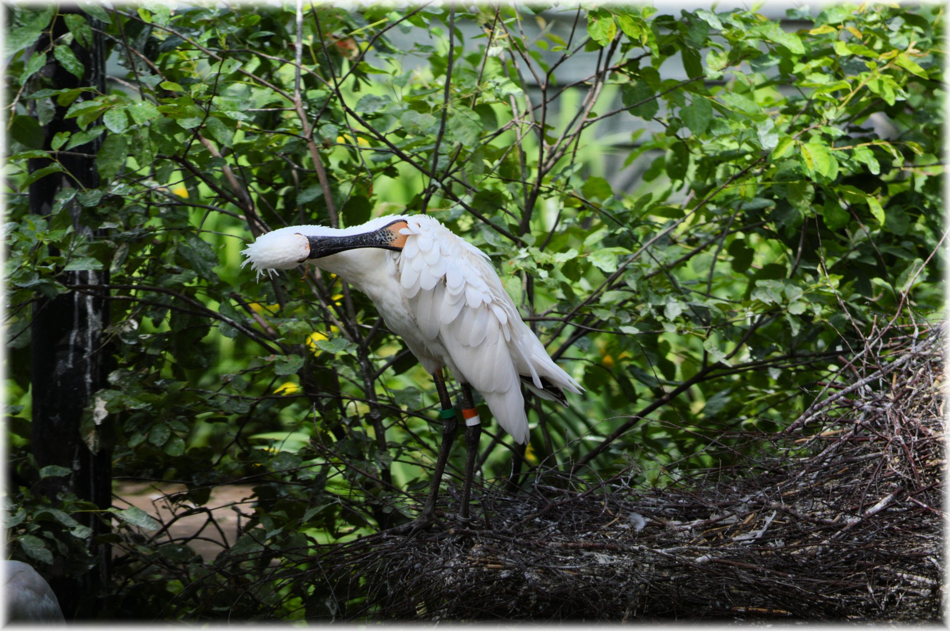 spoonbill young nature free photo