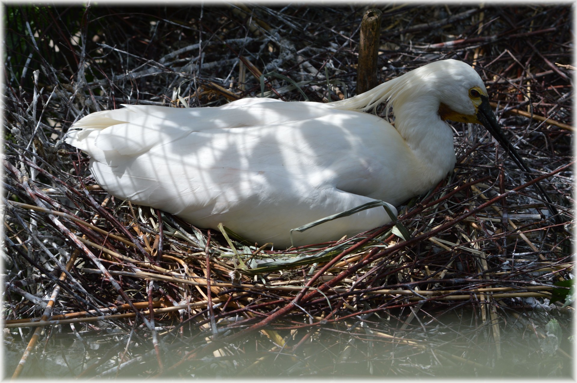 spoonbill young nature free photo